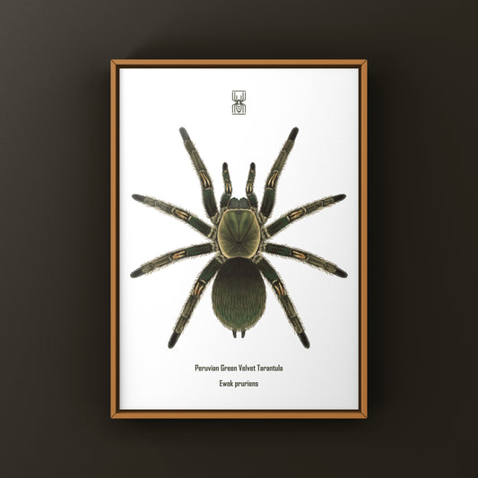 Peruvian Green Velvet Tarantula, Ewok Pruriens, Photographic Art Print from The Silk Ranch