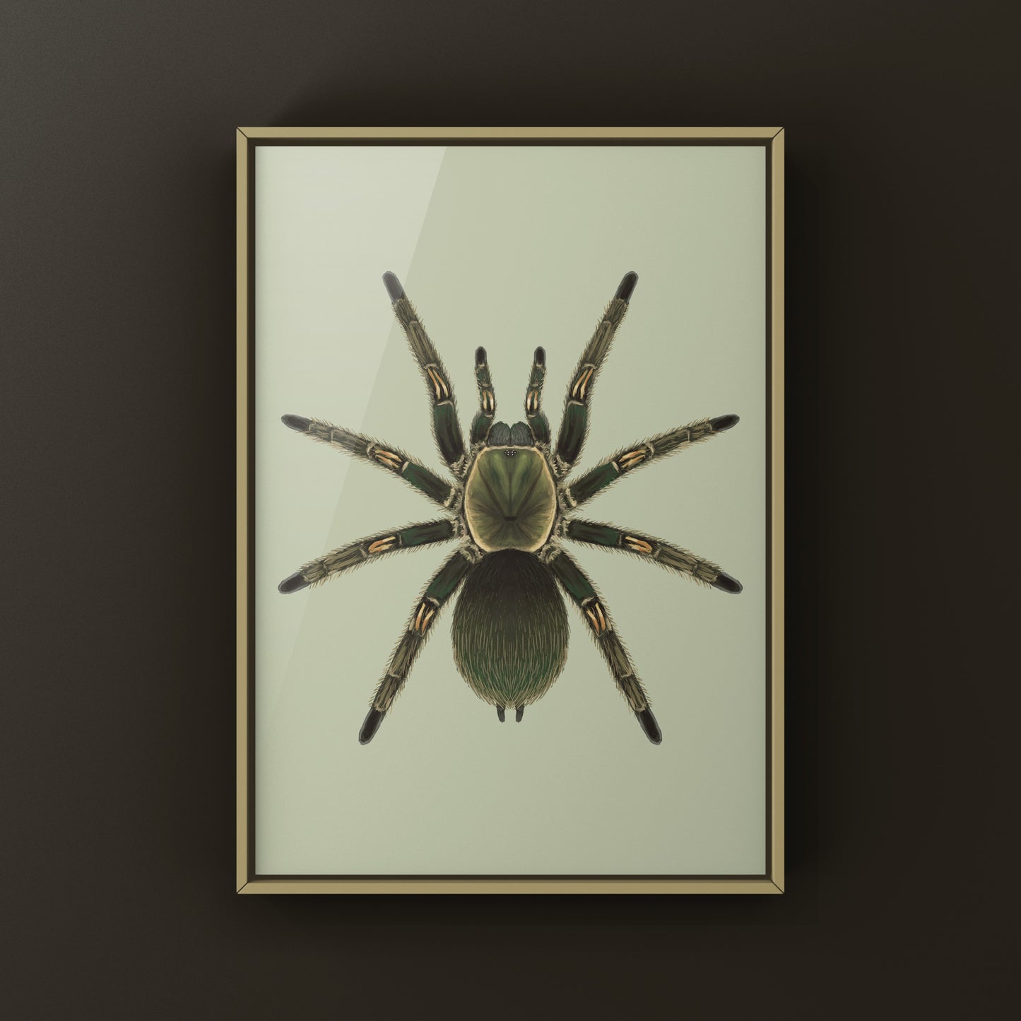 Peruvian Green Velvet Tarantula, Ewok Pruriens, Photographic Art Print from The Silk Ranch