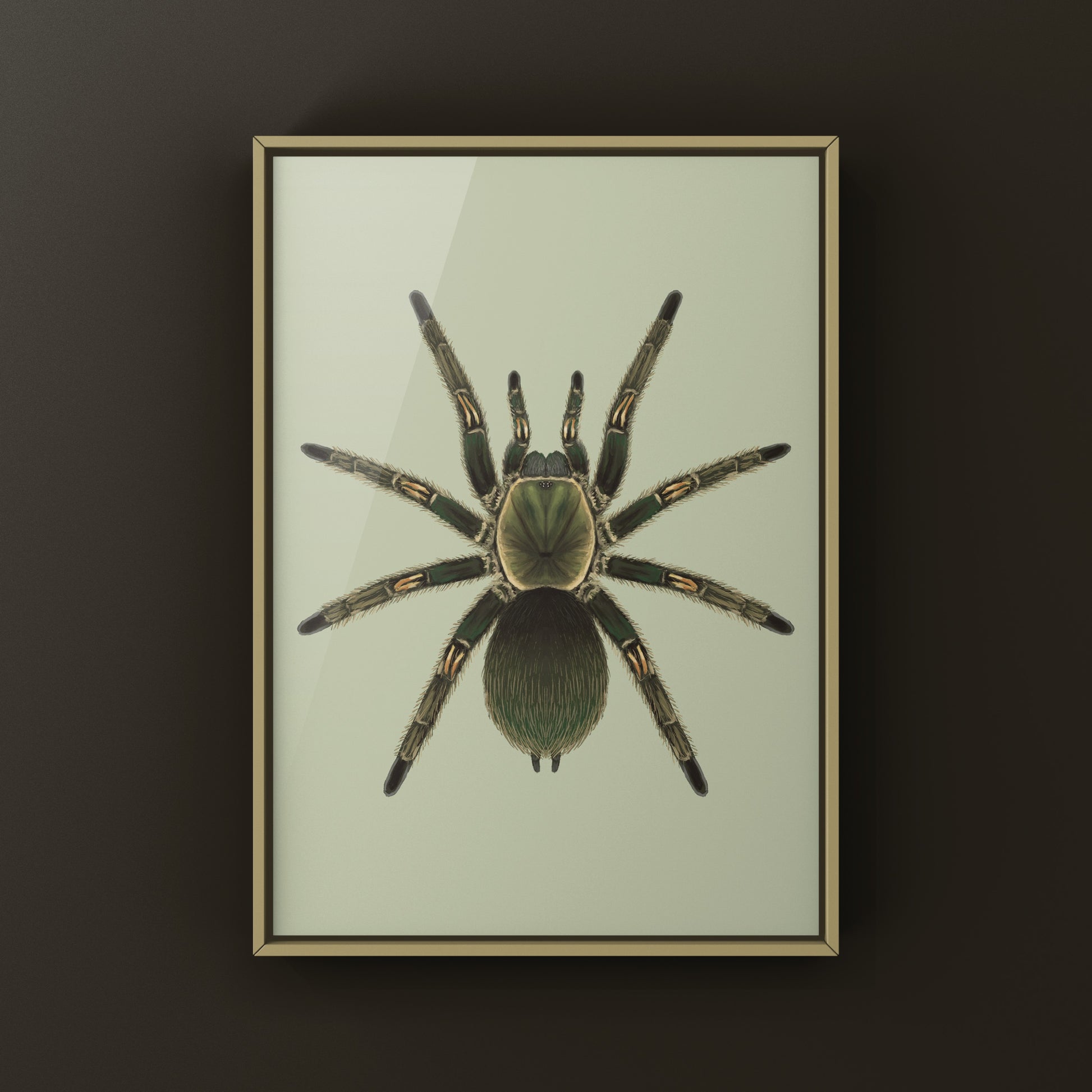 Peruvian Green Velvet Tarantula, Ewok Pruriens, Photographic Art Print from The Silk Ranch