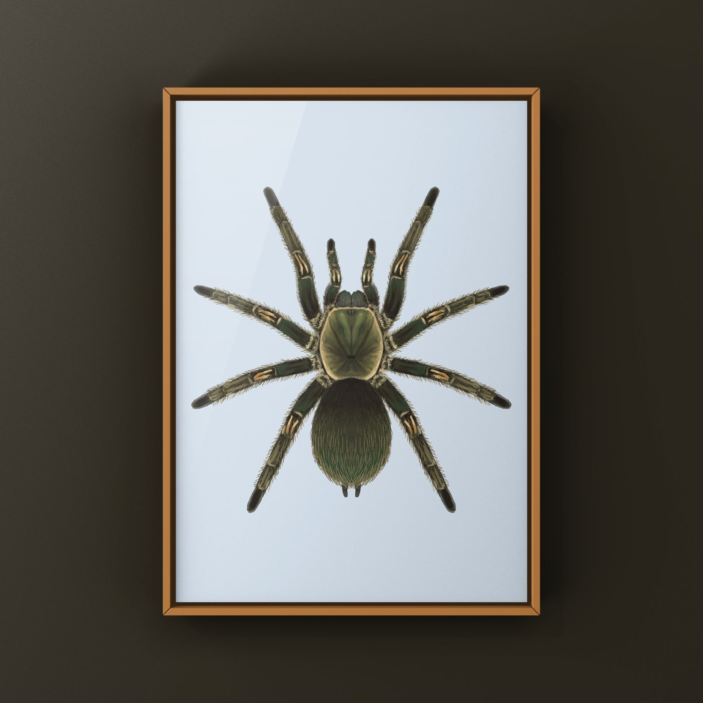 Peruvian Green Velvet Tarantula, Ewok Pruriens, Photographic Art Print from The Silk Ranch