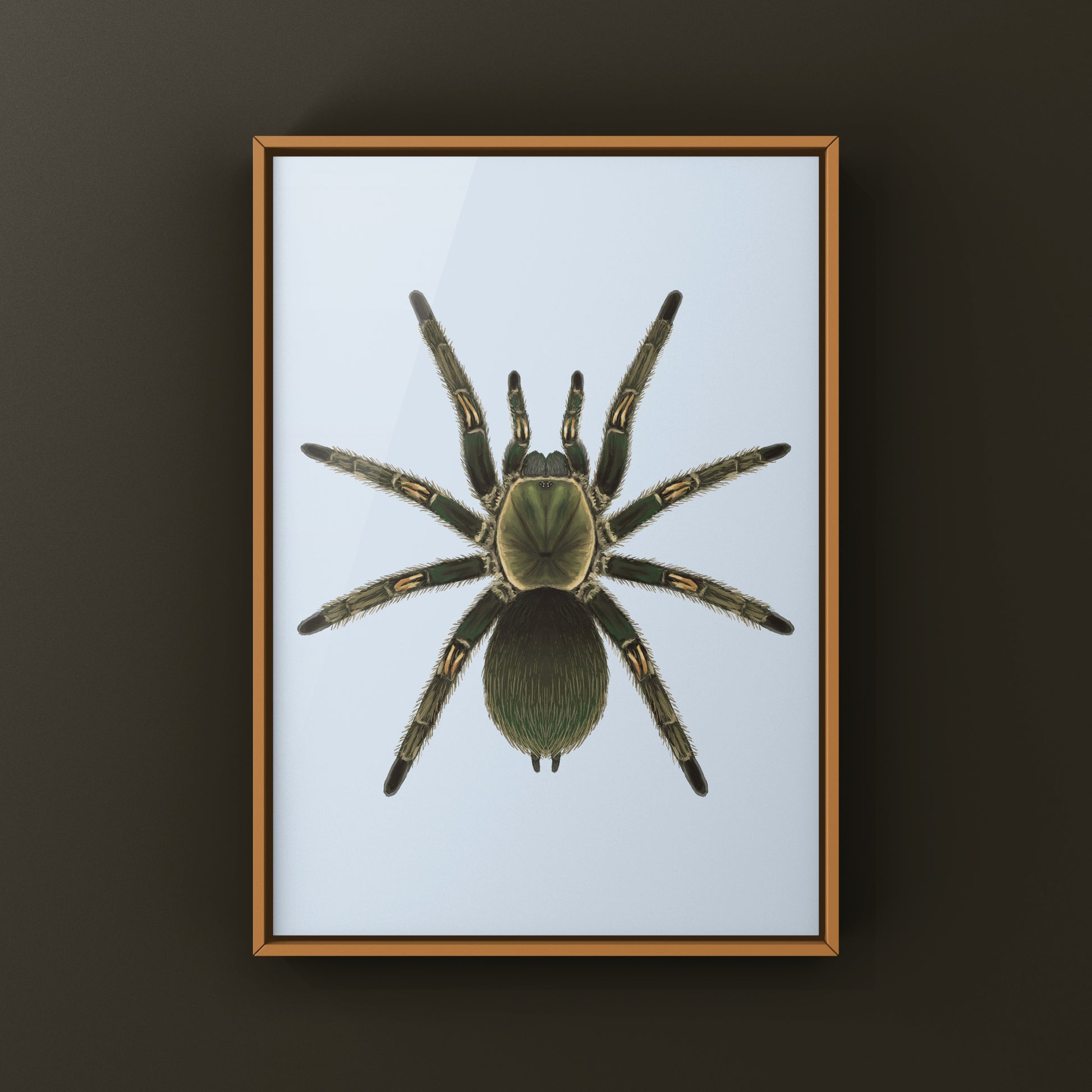 Peruvian Green Velvet Tarantula, Ewok Pruriens, Photographic Art Print from The Silk Ranch