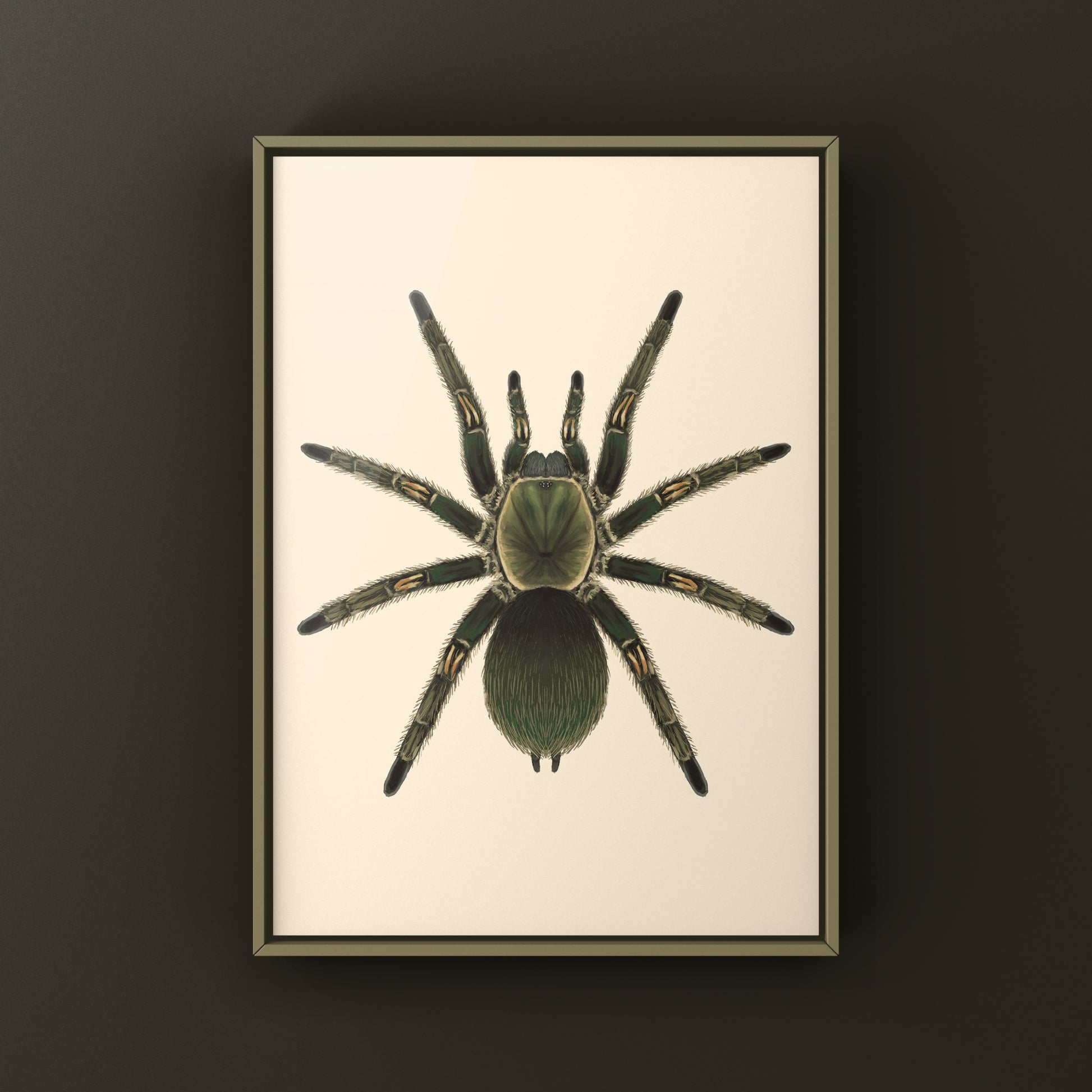 Peruvian Green Velvet Tarantula, Ewok Pruriens, Photographic Art Print from The Silk Ranch