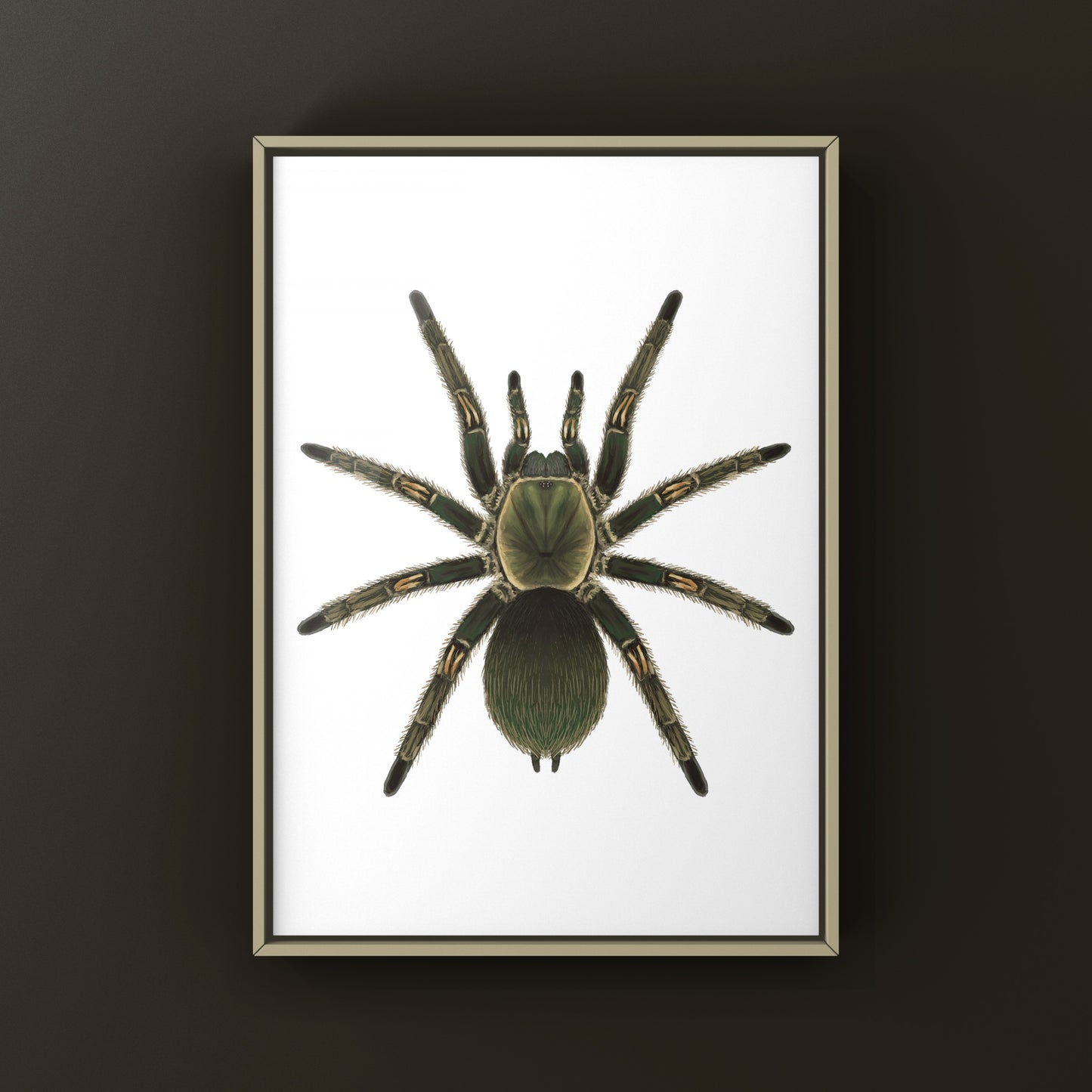Peruvian Green Velvet Tarantula, Ewok Pruriens, Photographic Art Print from The Silk Ranch