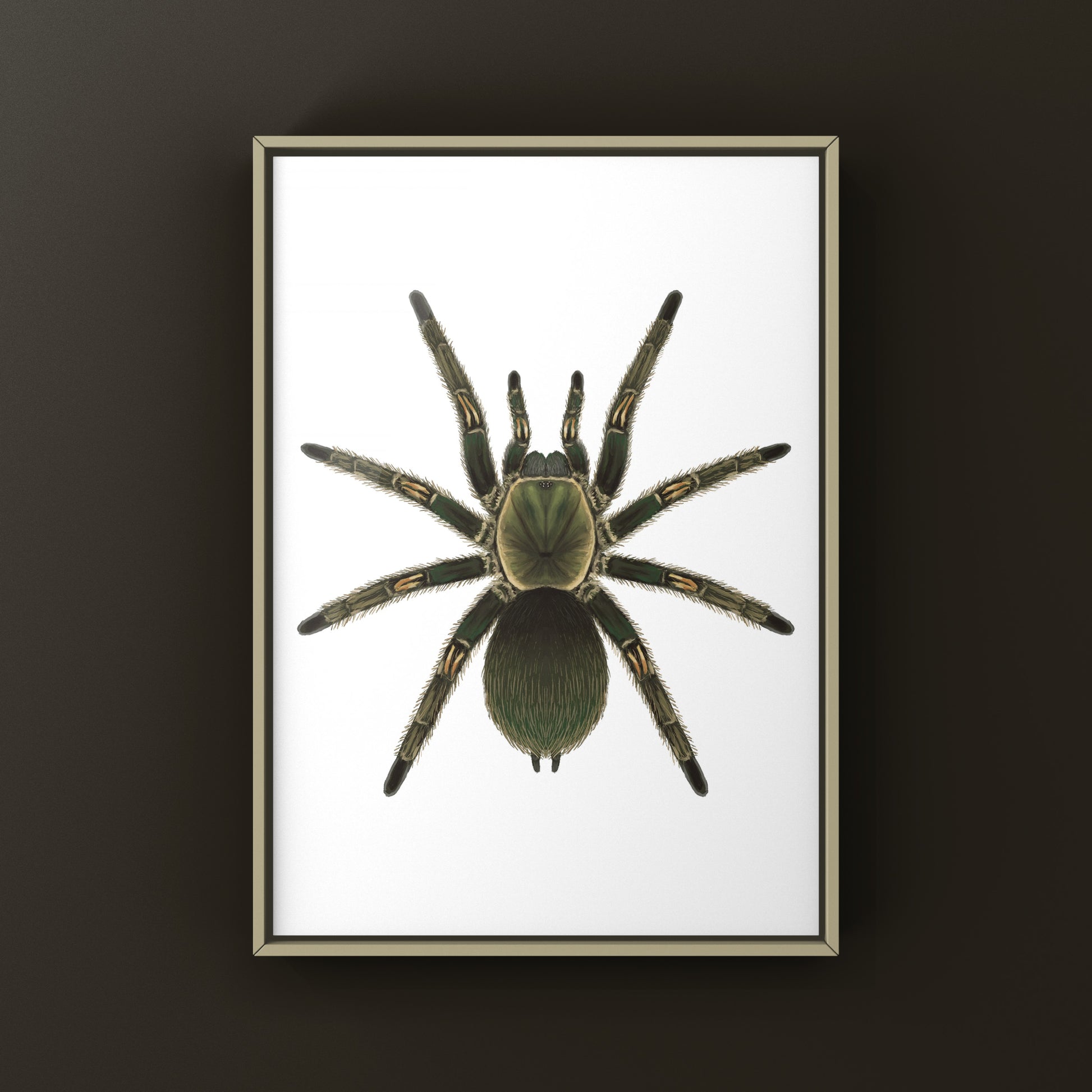 Peruvian Green Velvet Tarantula, Ewok Pruriens, Photographic Art Print from The Silk Ranch