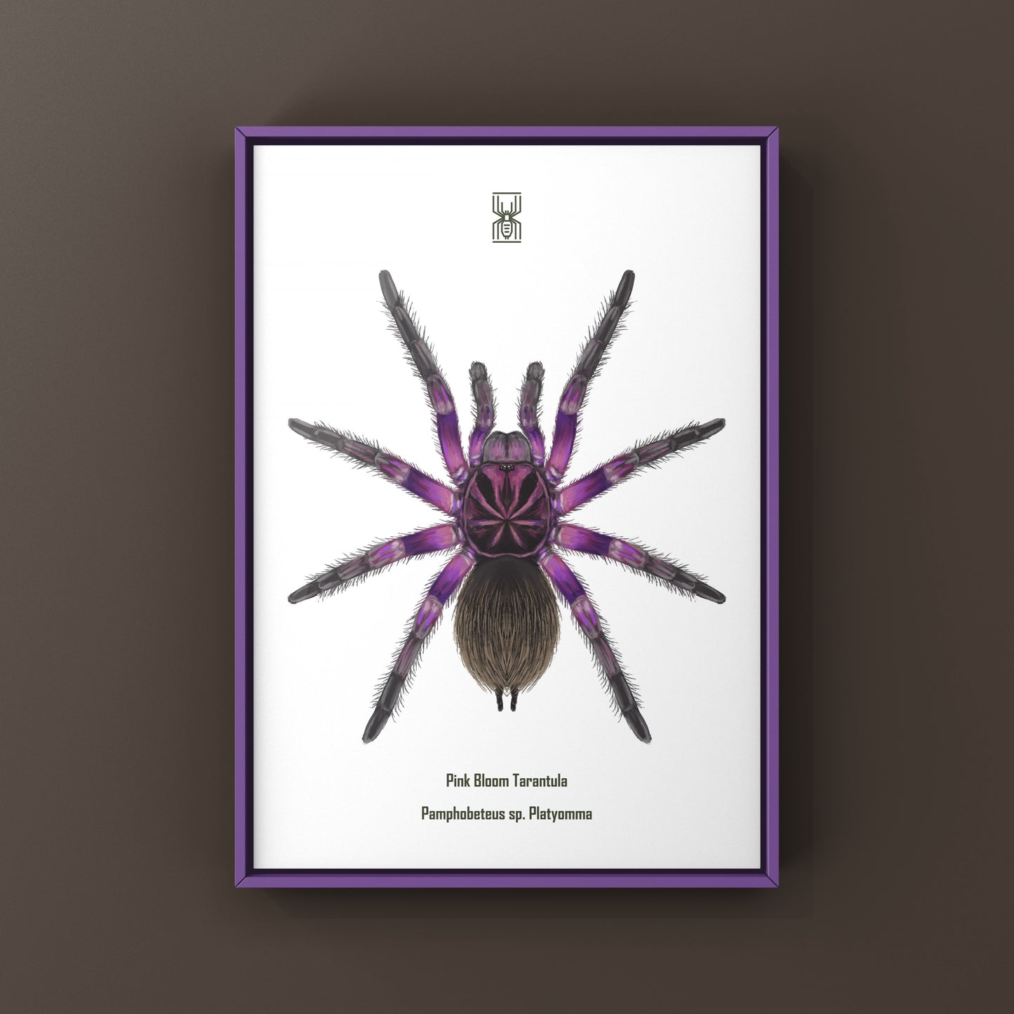 Pink Bloom Tarantula, Pamphobeteus sp. Platyomma, Photographic Art Print from The Silk Ranch