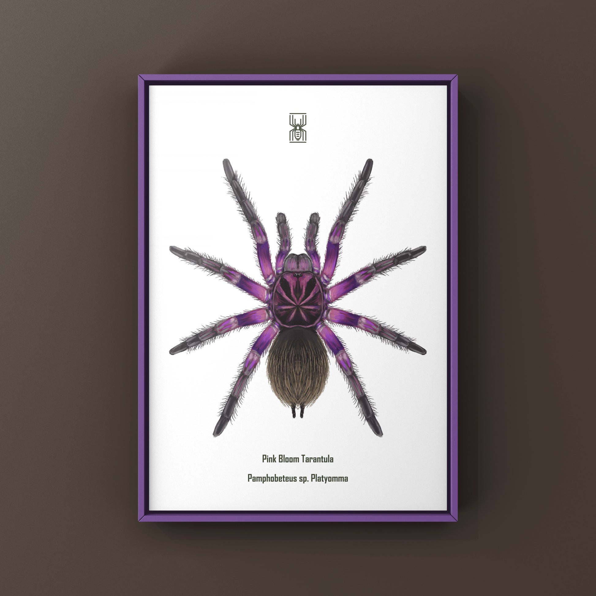 Pink Bloom Tarantula, Pamphobeteus sp. Platyomma, Photographic Art Print from The Silk Ranch