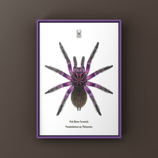 Pink Bloom Tarantula, Pamphobeteus sp. Platyomma, Photographic Art Print from The Silk Ranch