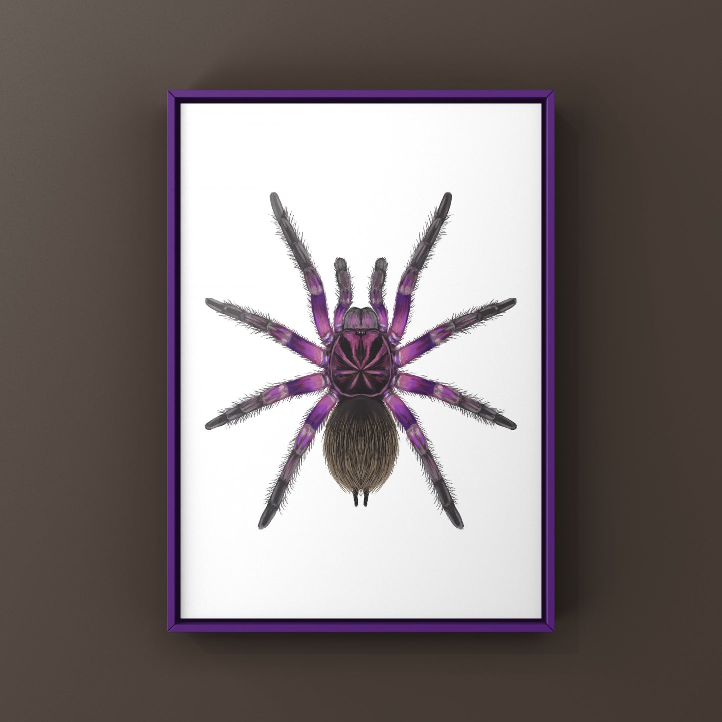 Pink Bloom Tarantula, Pamphobeteus sp. Platyomma, Photographic Art Print from The Silk Ranch
