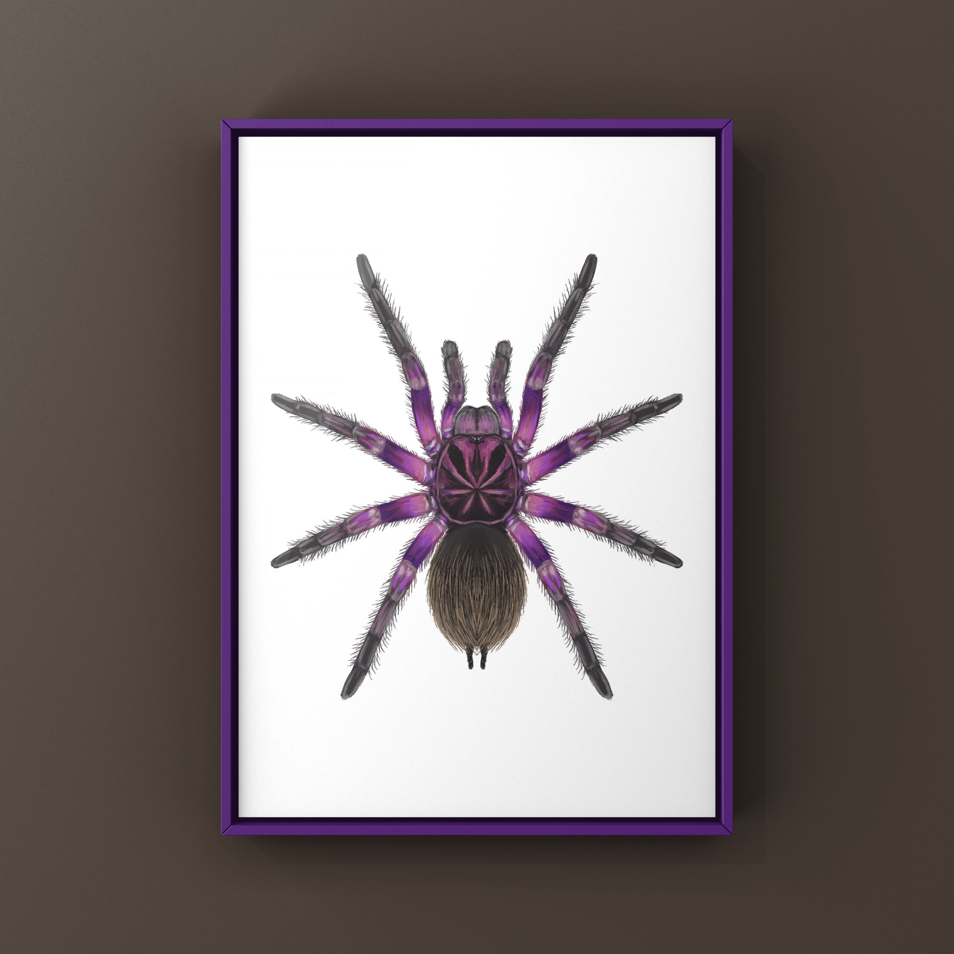 Pink Bloom Tarantula, Pamphobeteus sp. Platyomma, Photographic Art Print from The Silk Ranch