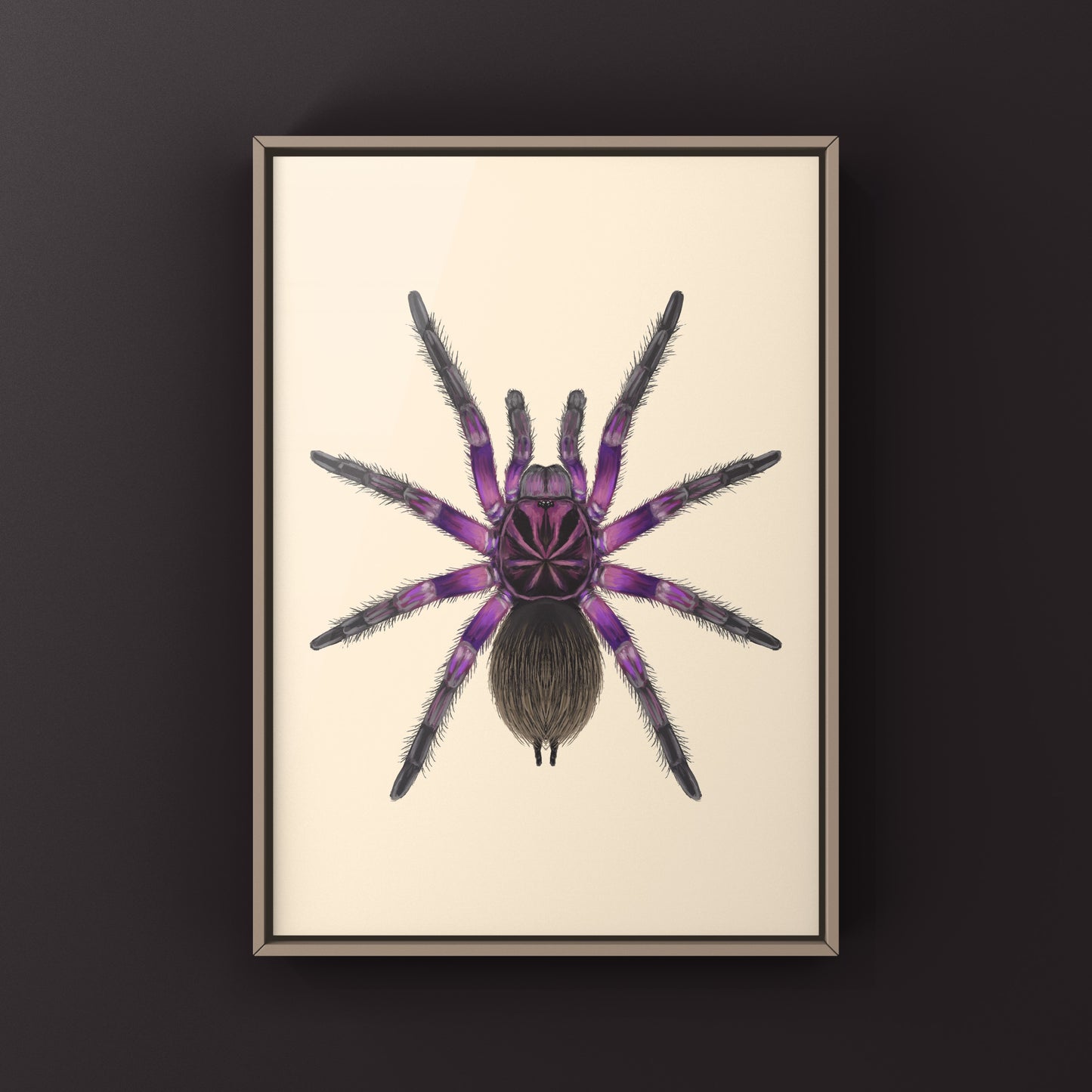 Pink Bloom Tarantula, Pamphobeteus sp. Platyomma, Photographic Art Print from The Silk Ranch