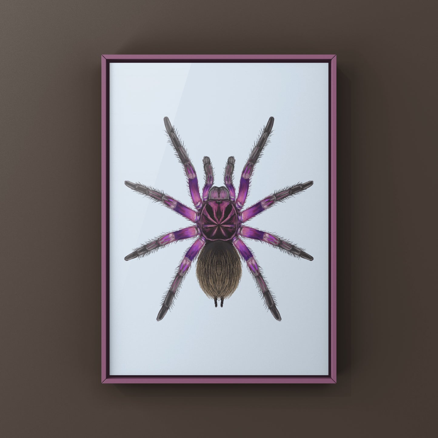 Pink Bloom Tarantula, Pamphobeteus sp. Platyomma, Photographic Art Print from The Silk Ranch