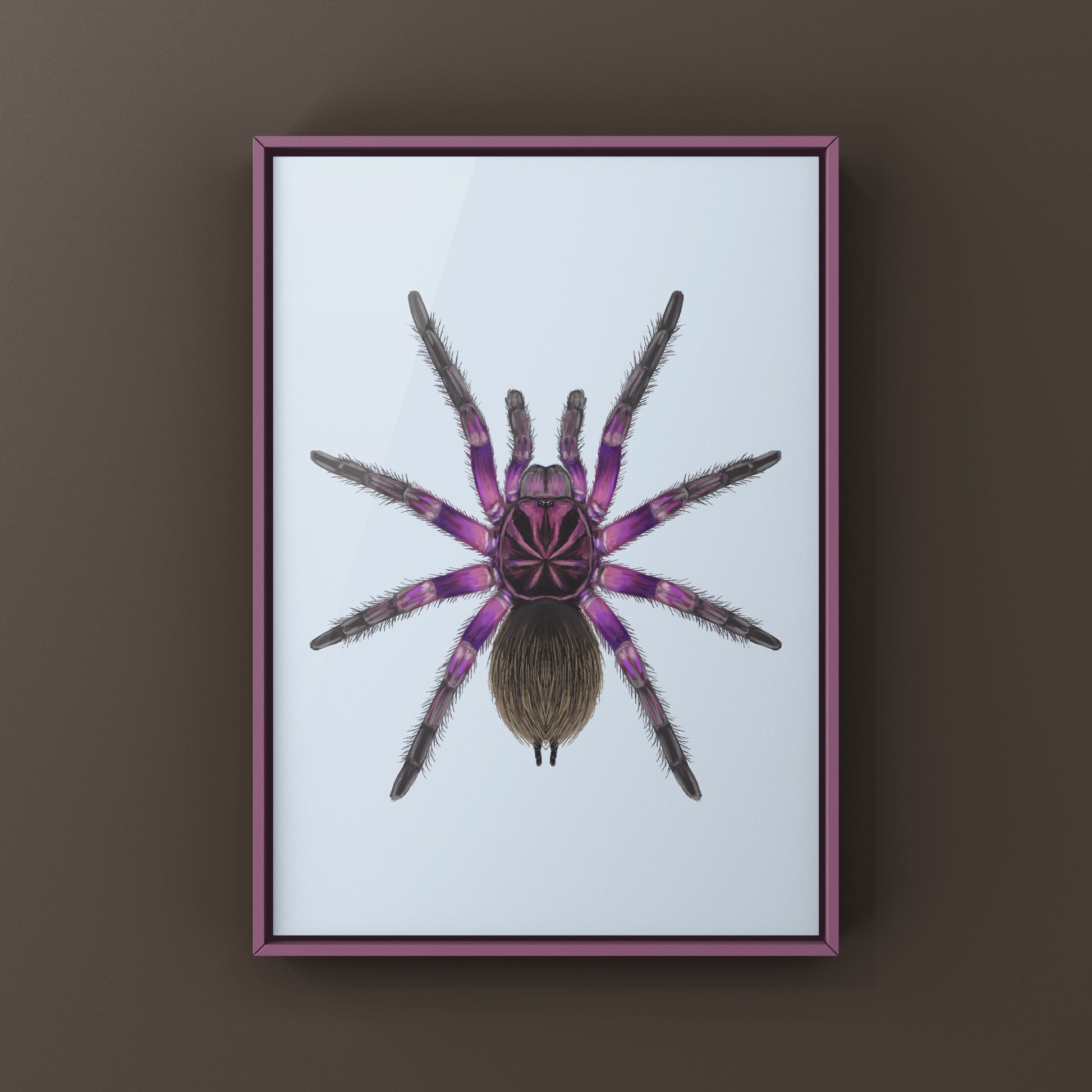 Pink Bloom Tarantula, Pamphobeteus sp. Platyomma, Photographic Art Print from The Silk Ranch