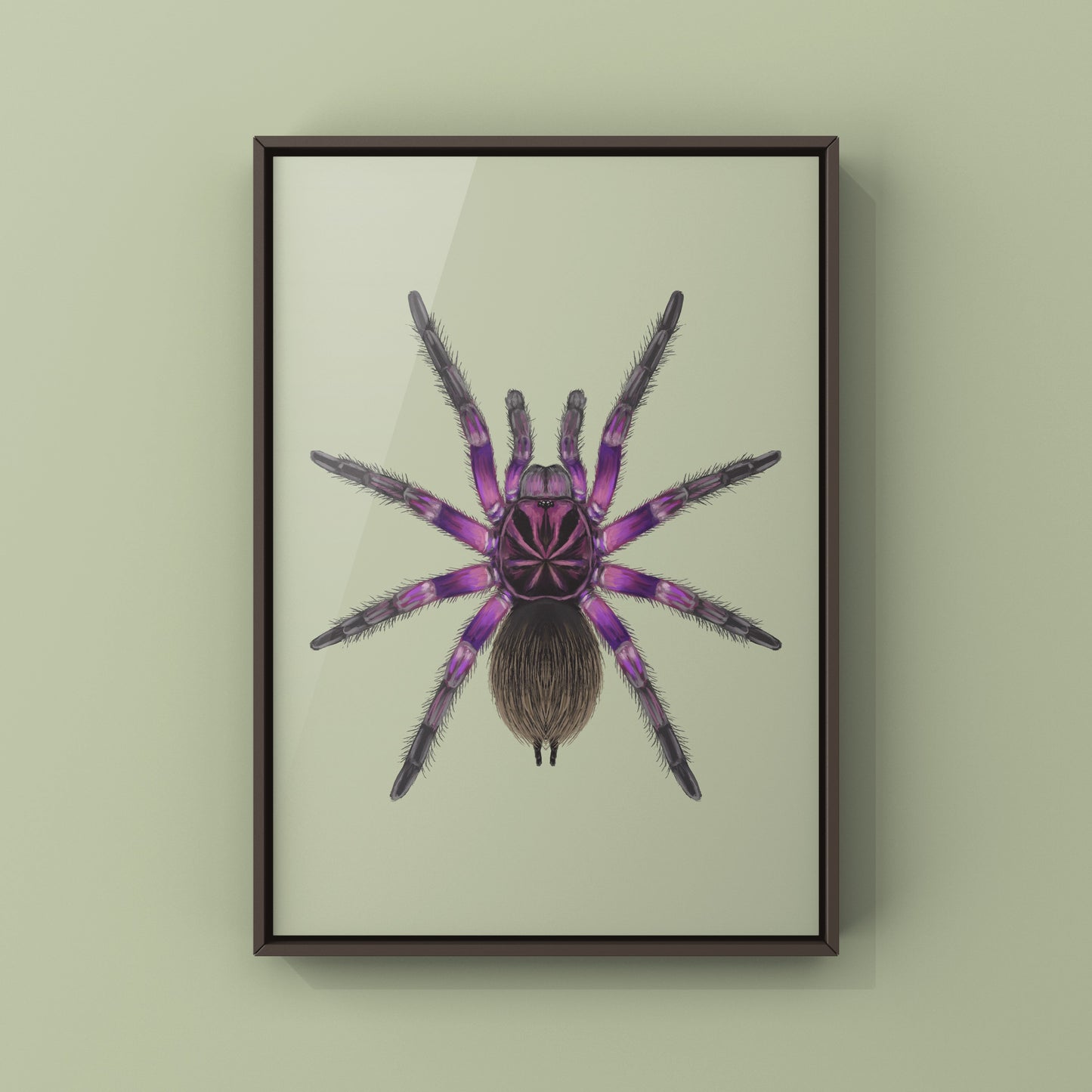 Pink Bloom Tarantula, Pamphobeteus sp. Platyomma, Photographic Art Print from The Silk Ranch
