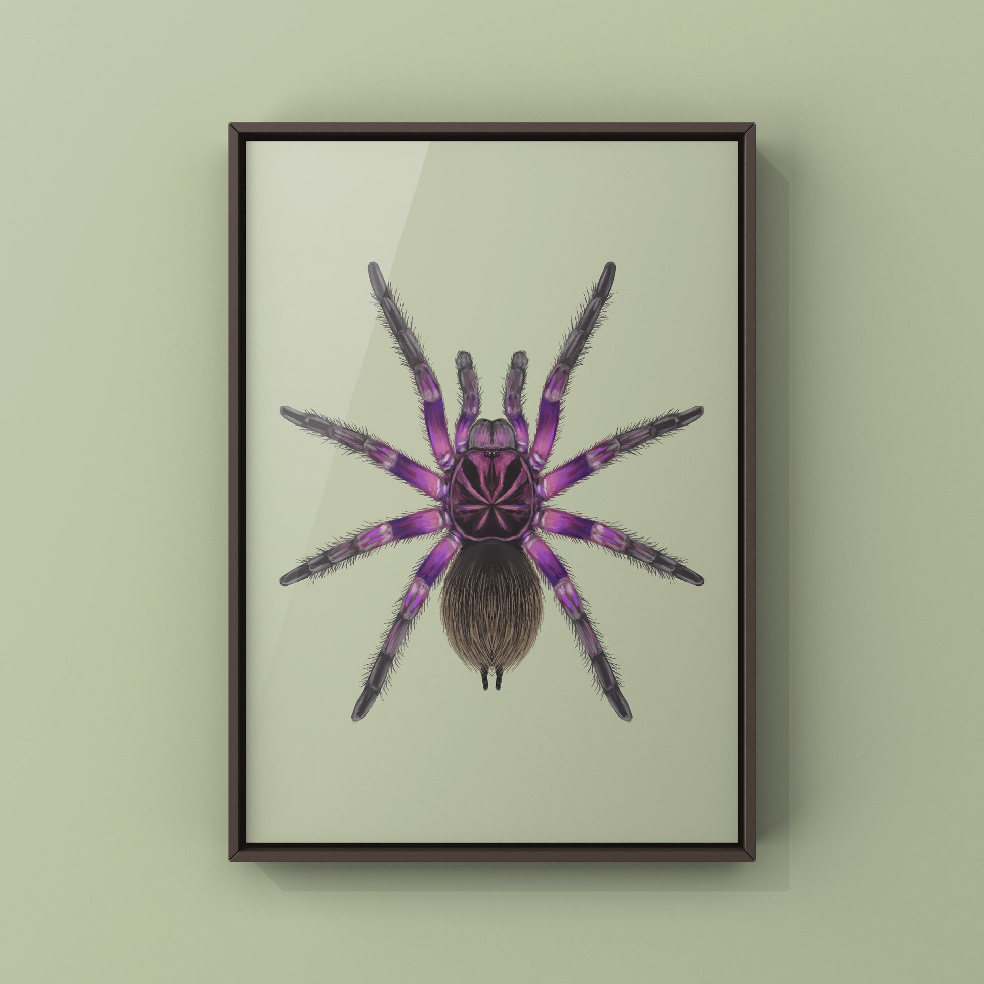 Pink Bloom Tarantula, Pamphobeteus sp. Platyomma, Photographic Art Print from The Silk Ranch