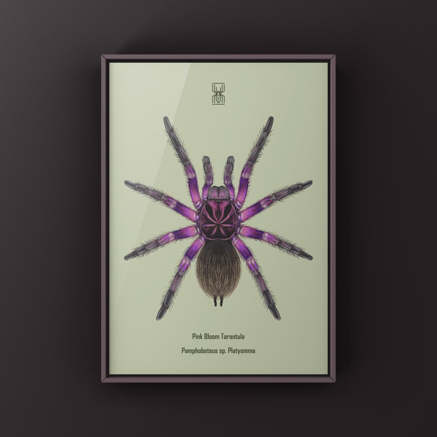 Pink Bloom Tarantula, Pamphobeteus sp. Platyomma, Photographic Art Print from The Silk Ranch