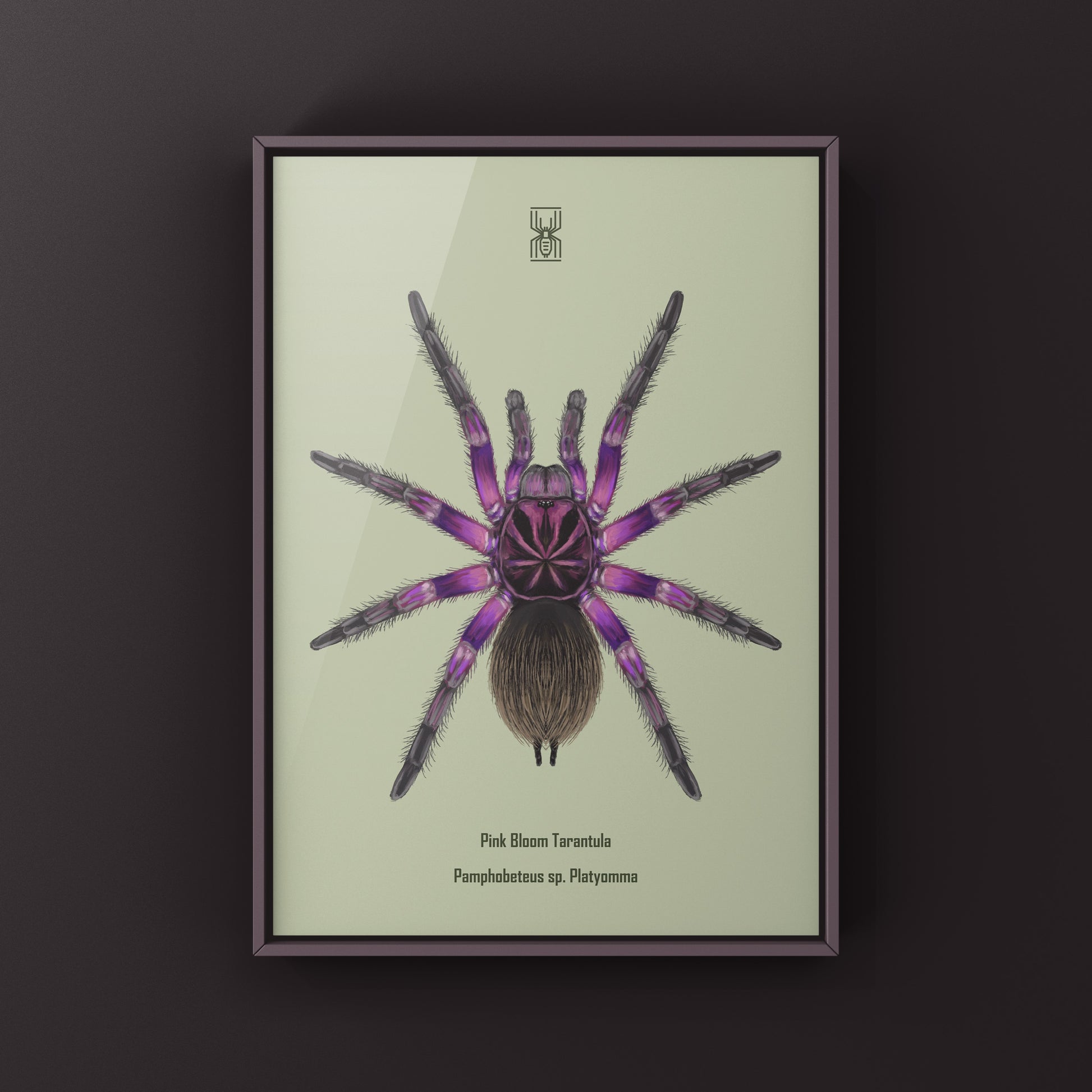 Pink Bloom Tarantula, Pamphobeteus sp. Platyomma, Photographic Art Print from The Silk Ranch