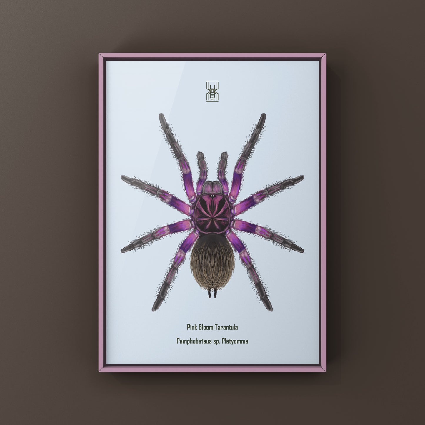 Pink Bloom Tarantula, Pamphobeteus sp. Platyomma, Photographic Art Print from The Silk Ranch
