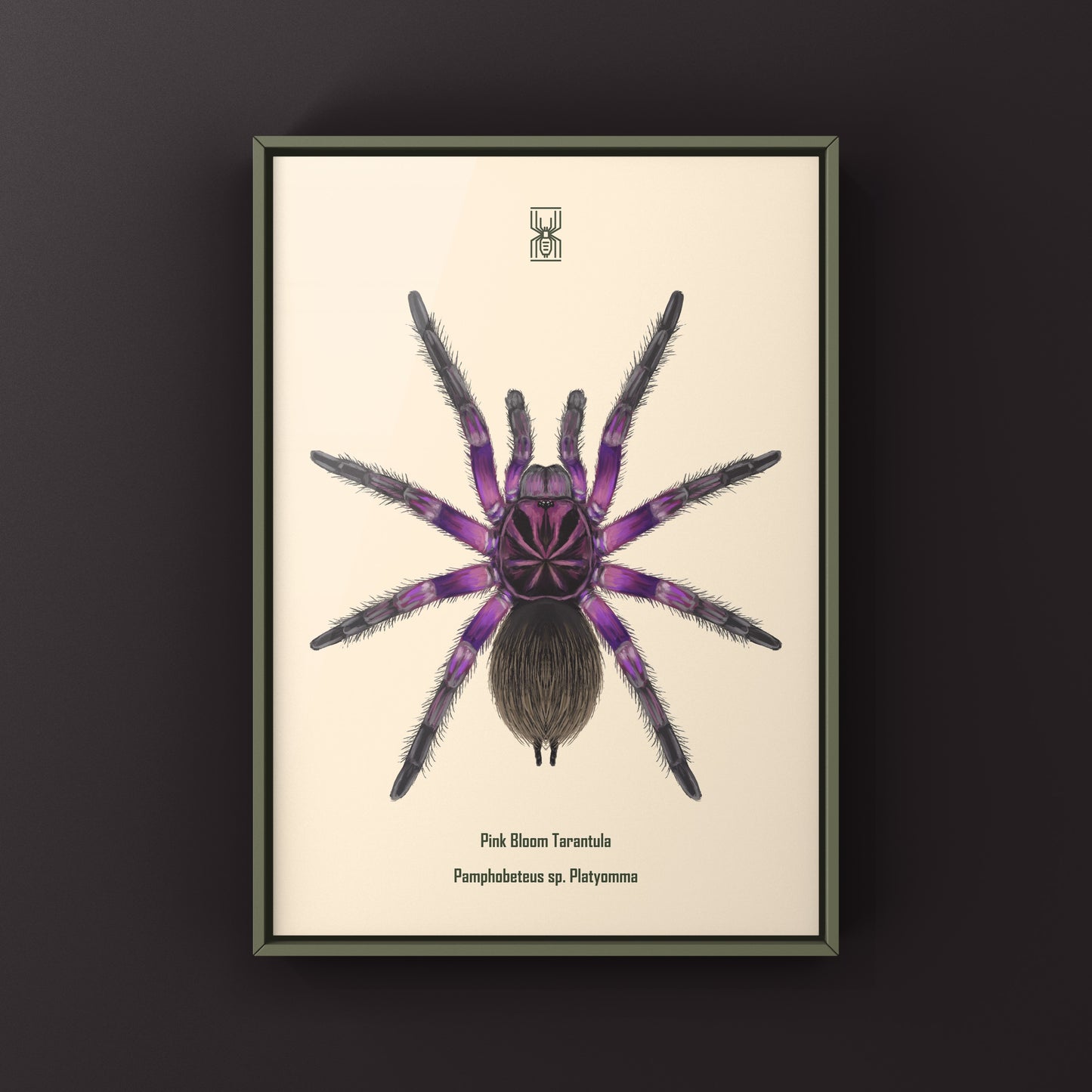 Pink Bloom Tarantula, Pamphobeteus sp. Platyomma, Photographic Art Print from The Silk Ranch