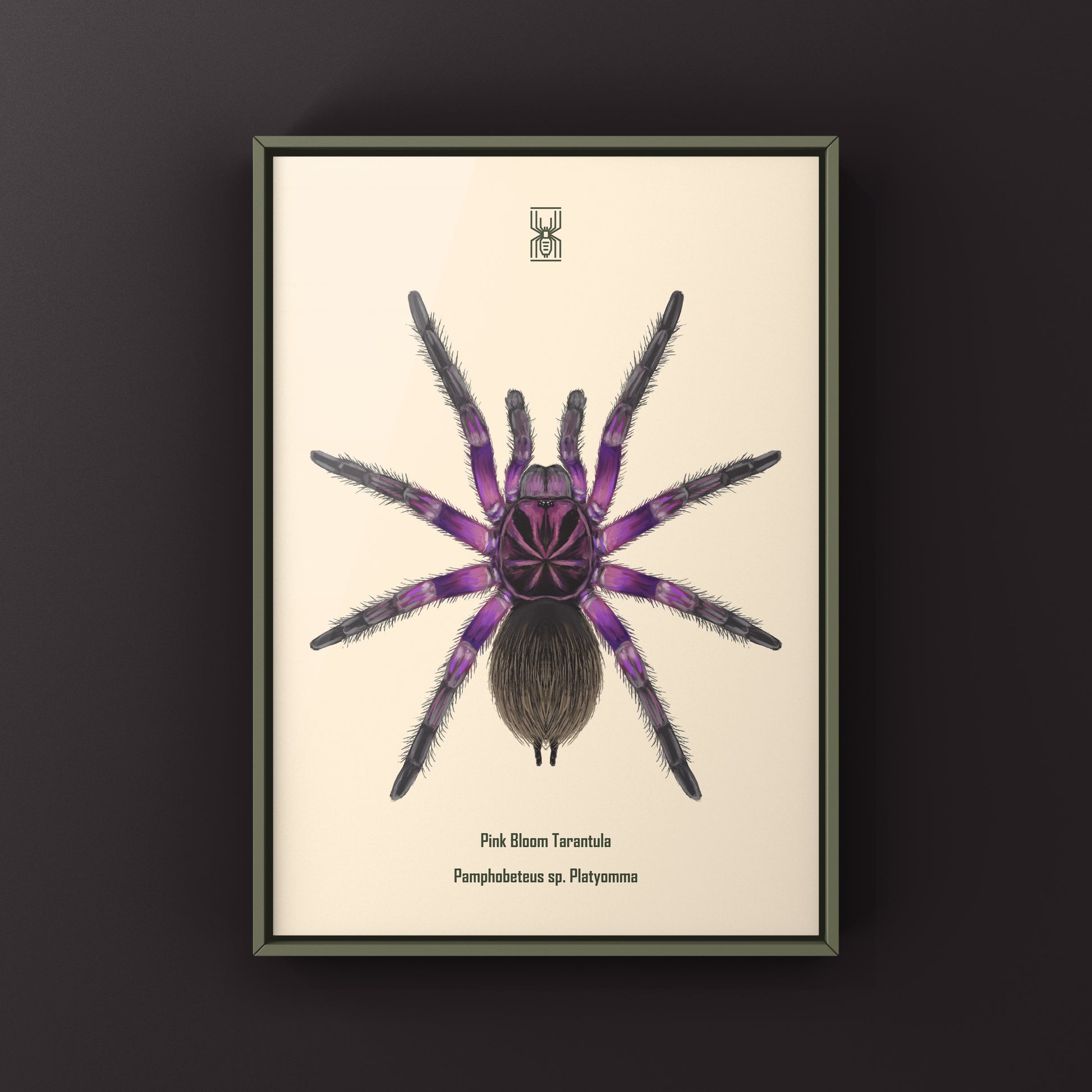 Pink Bloom Tarantula, Pamphobeteus sp. Platyomma, Photographic Art Print from The Silk Ranch