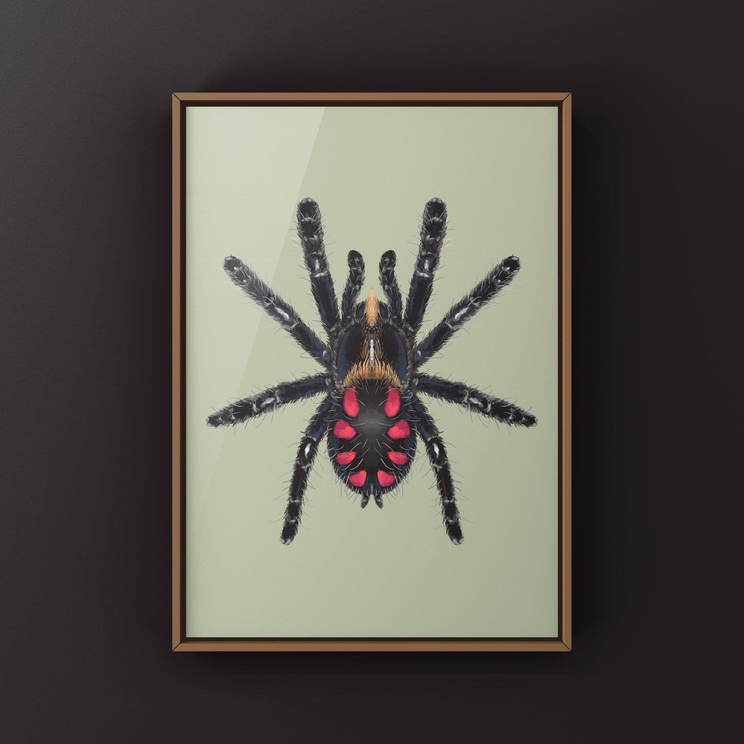 Pink Punk Jewel Tarantula, Typhochlaena Costae, Photographic Art Print from The Silk Ranch