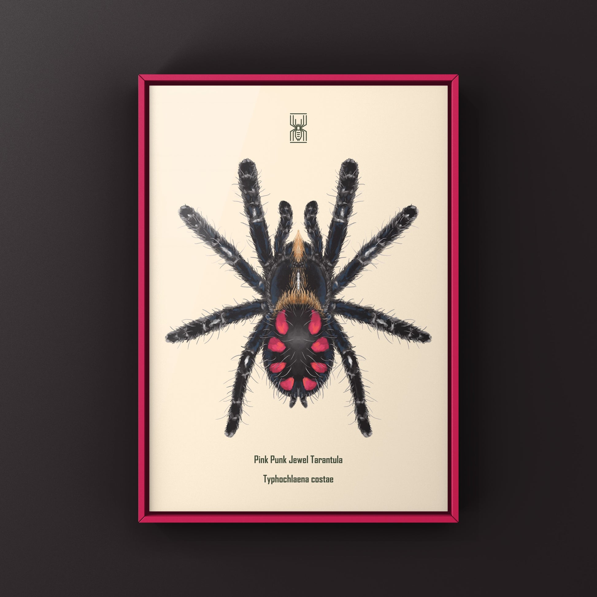 Pink Punk Jewel Tarantula, Typhochlaena Costae, Photographic Art Print from The Silk Ranch