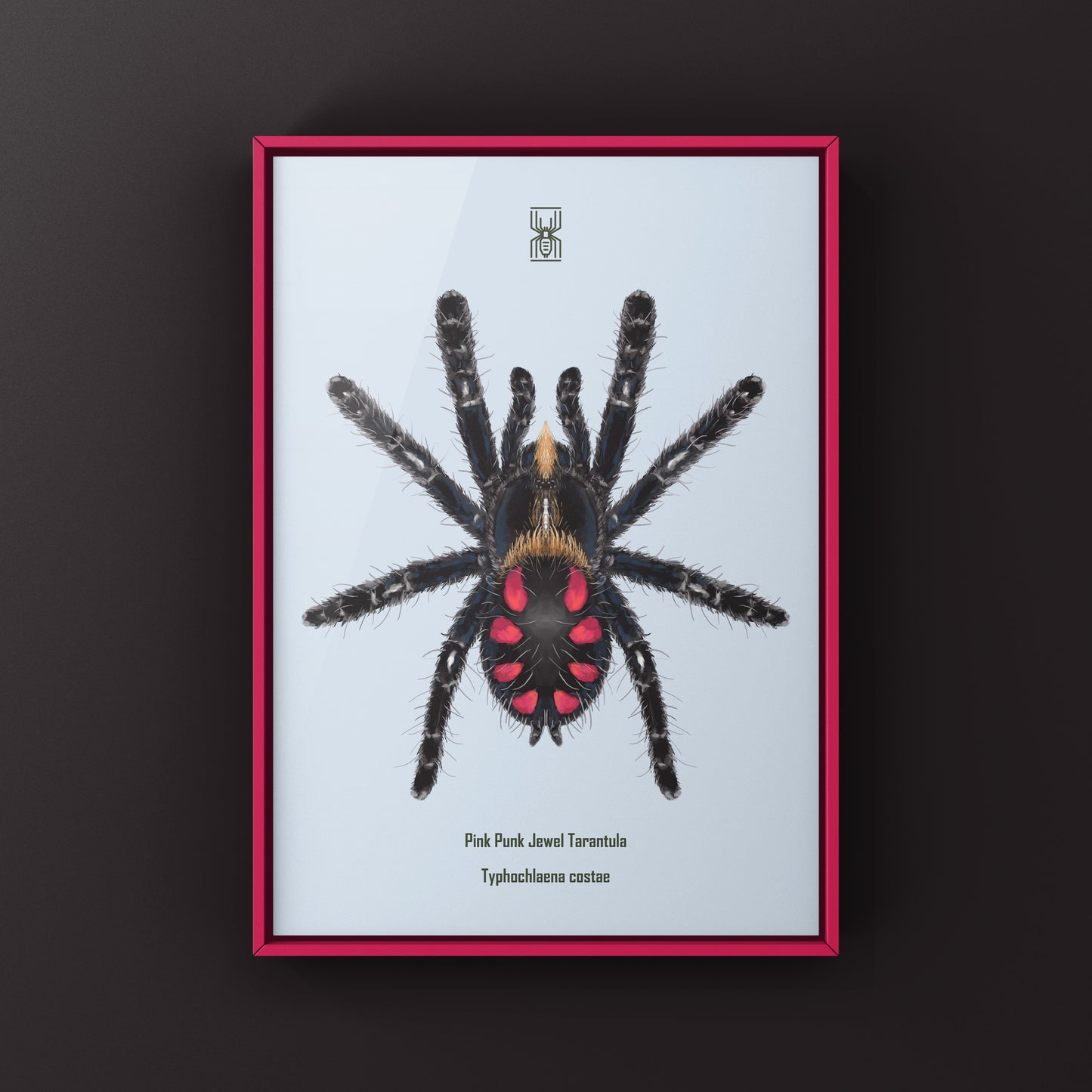 Pink Punk Jewel Tarantula, Typhochlaena Costae, Photographic Art Print from The Silk Ranch