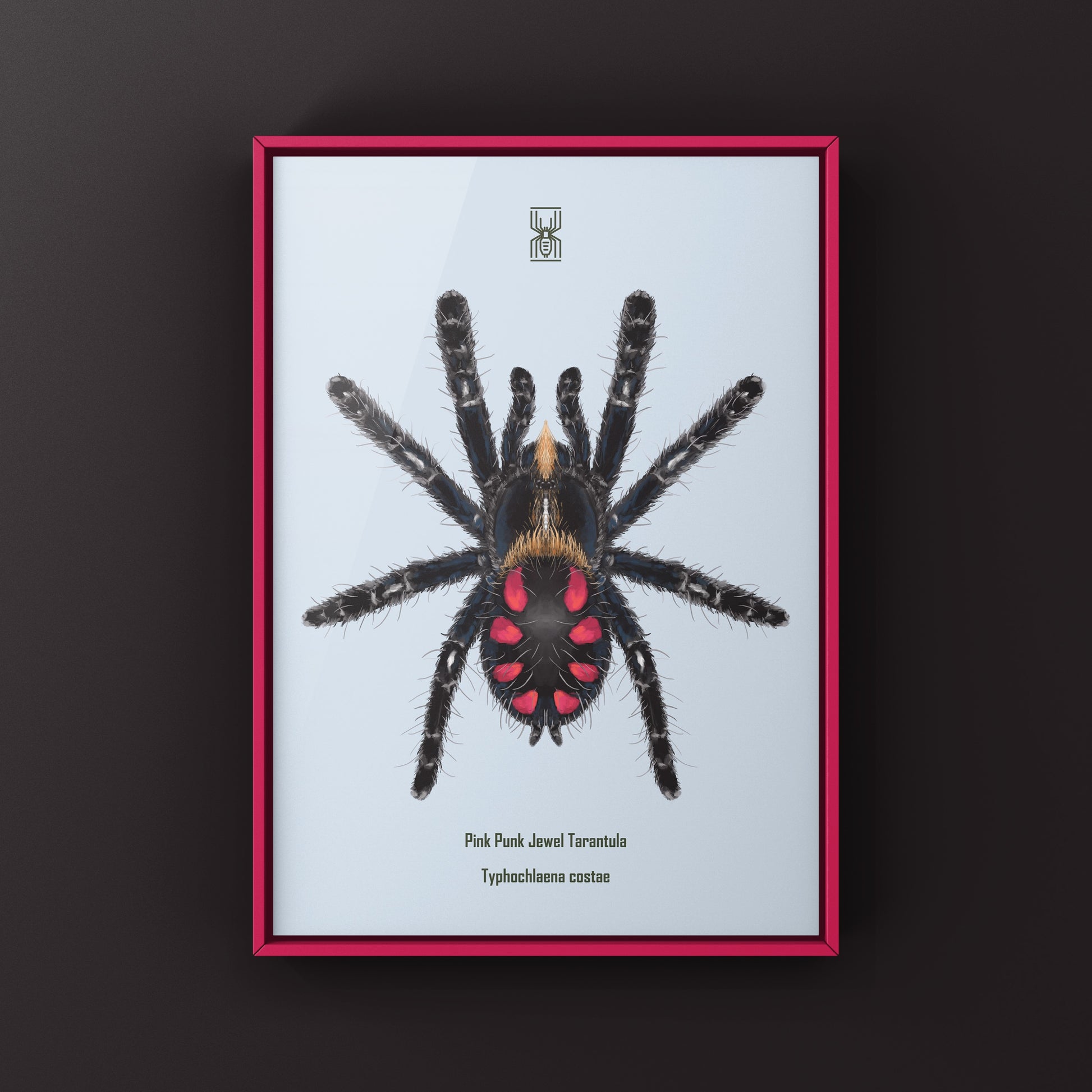 Pink Punk Jewel Tarantula, Typhochlaena Costae, Photographic Art Print from The Silk Ranch