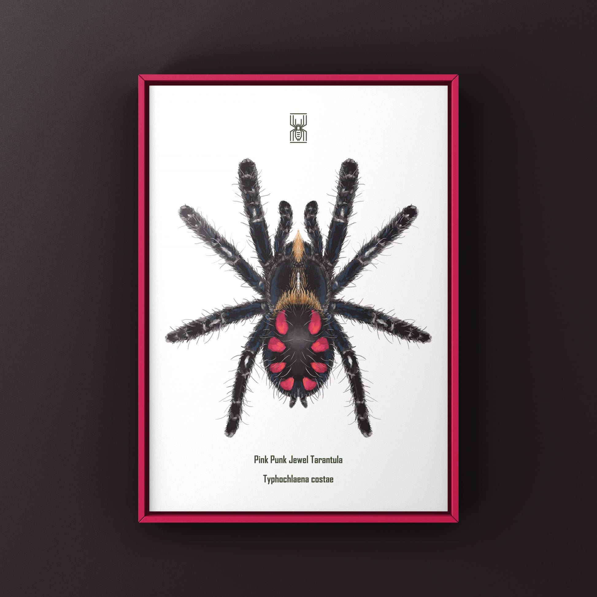 Pink Punk Jewel Tarantula, Typhochlaena Costae, Photographic Art Print from The Silk Ranch