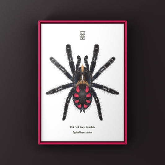 Pink Punk Jewel Tarantula, Typhochlaena Costae, Photographic Art Print from The Silk Ranch