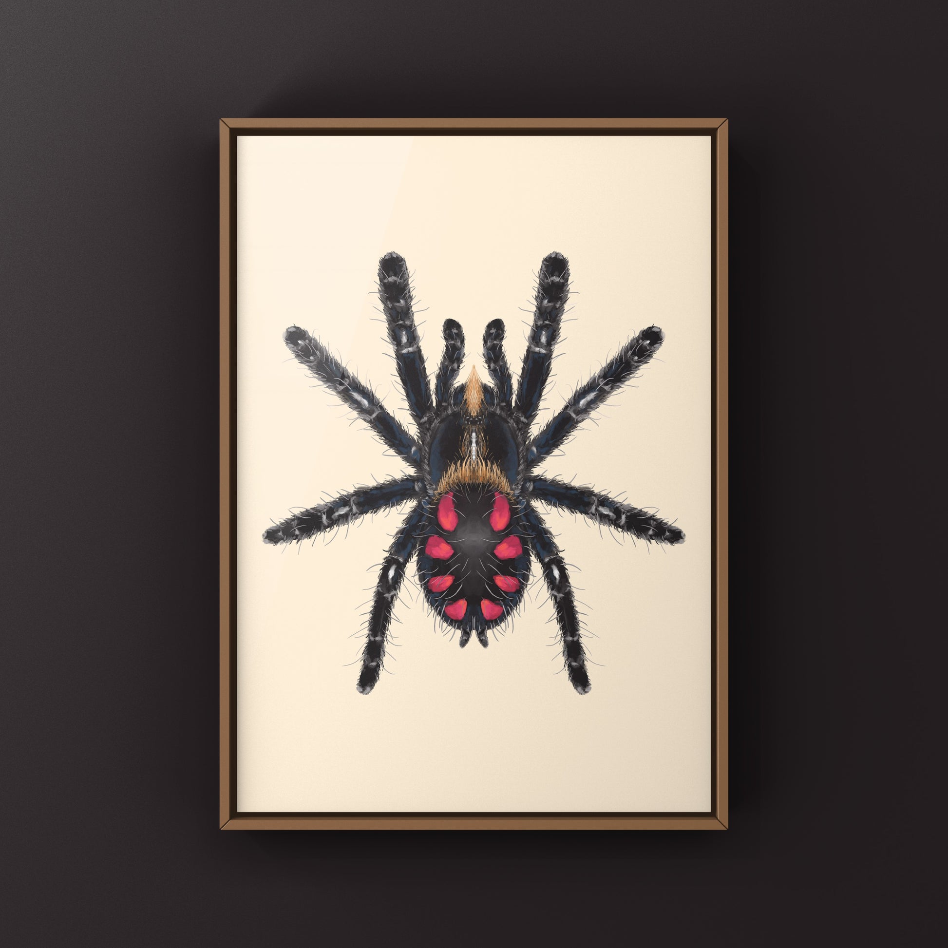 Pink Punk Jewel Tarantula, Typhochlaena Costae, Photographic Art Print from The Silk Ranch