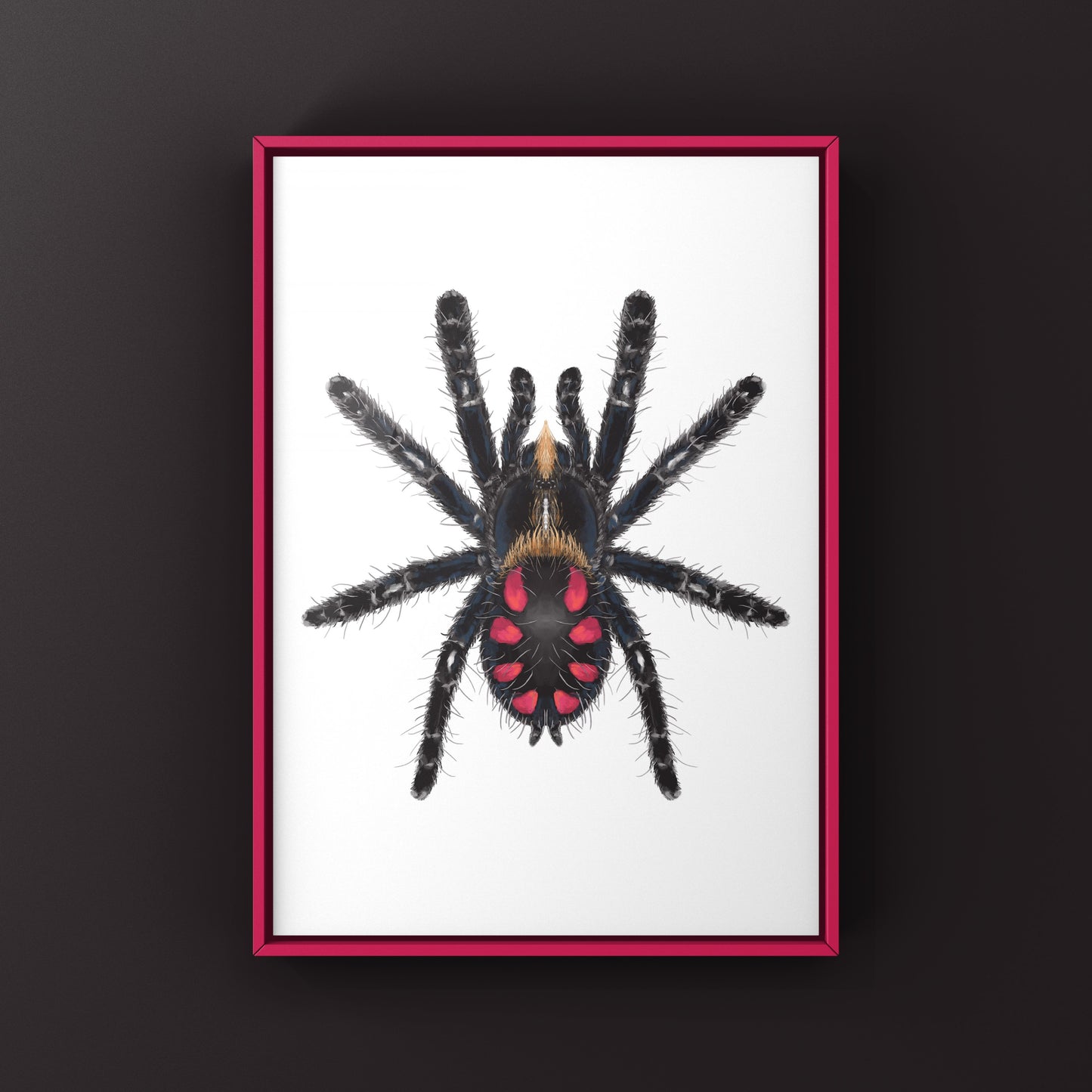 Pink Punk Jewel Tarantula, Typhochlaena Costae, Photographic Art Print from The Silk Ranch