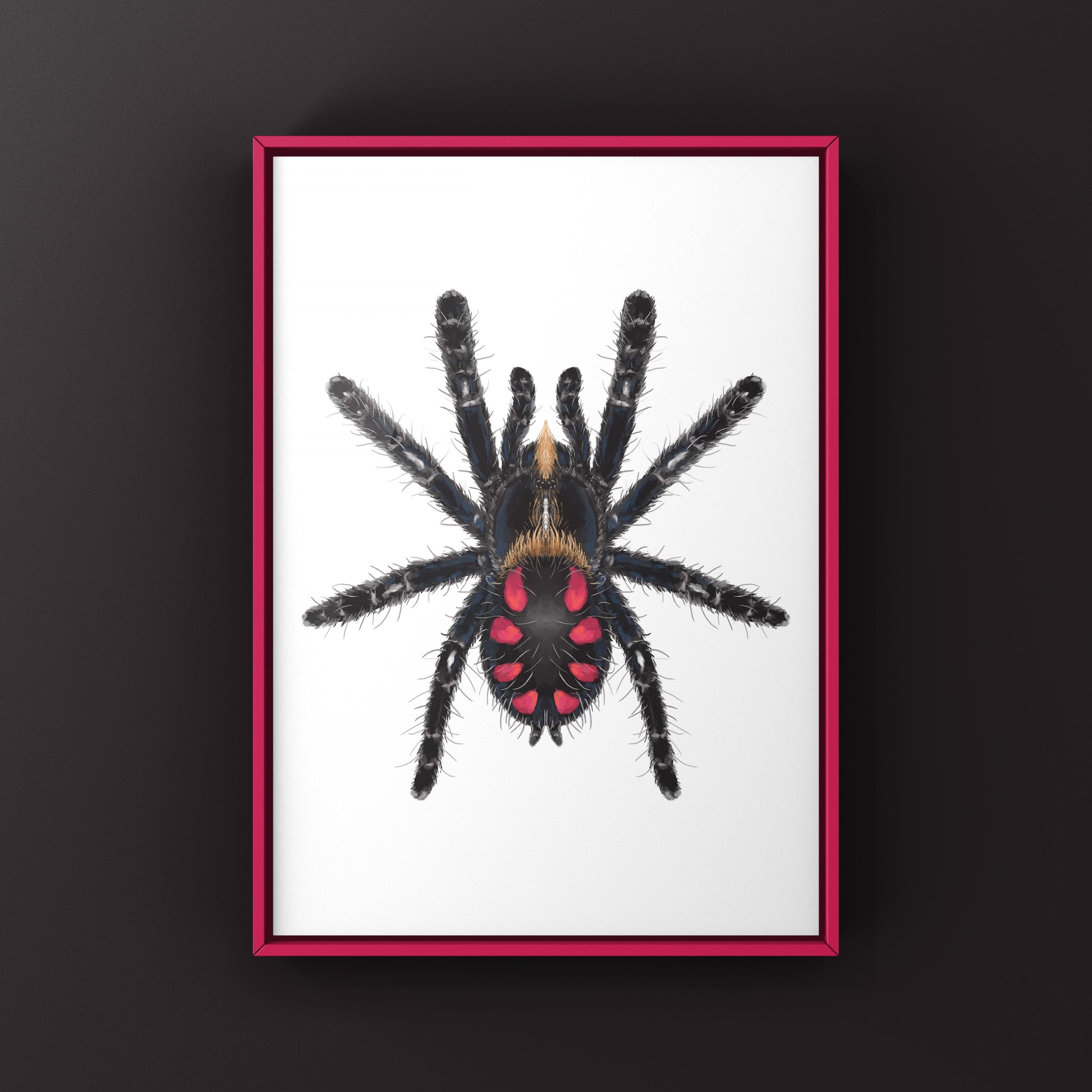 Pink Punk Jewel Tarantula, Typhochlaena Costae, Photographic Art Print from The Silk Ranch