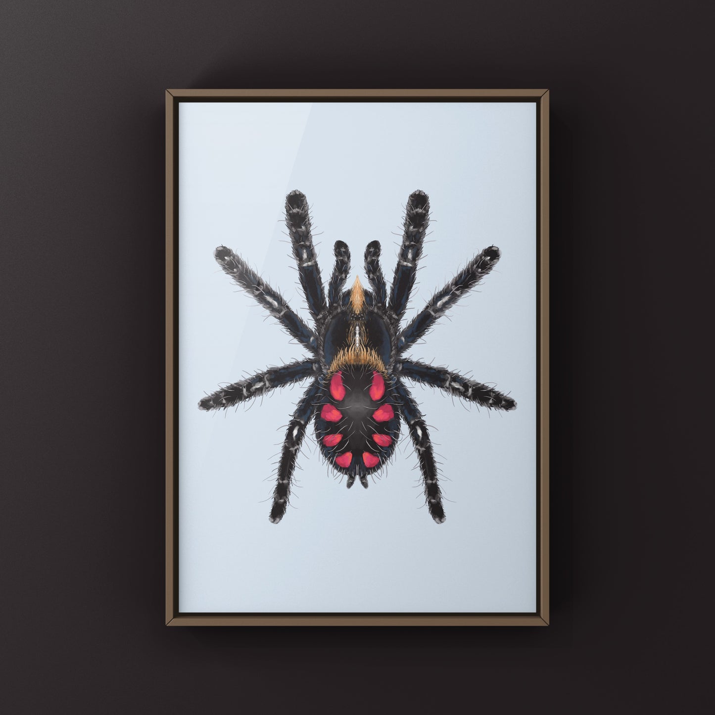 Pink Punk Jewel Tarantula, Typhochlaena Costae, Photographic Art Print from The Silk Ranch