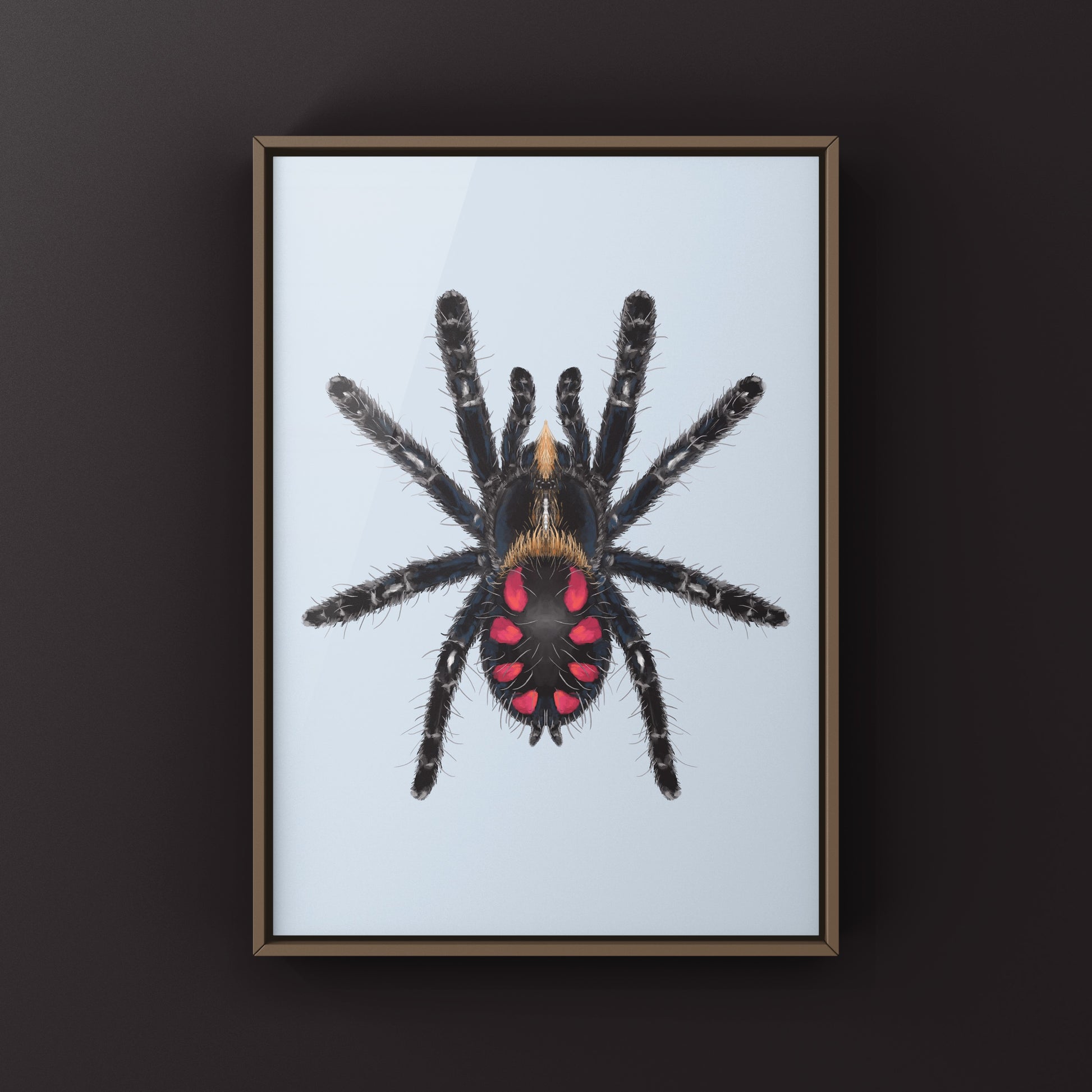 Pink Punk Jewel Tarantula, Typhochlaena Costae, Photographic Art Print from The Silk Ranch