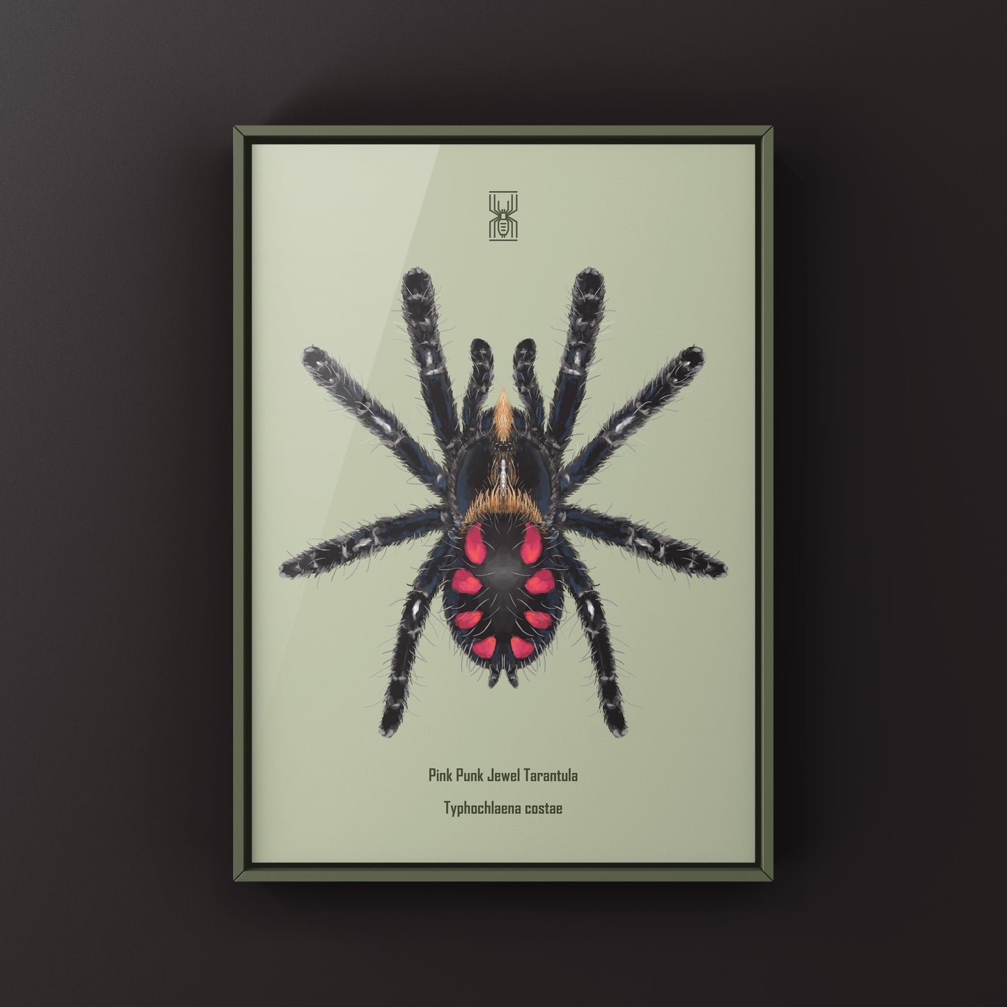 Pink Punk Jewel Tarantula, Typhochlaena Costae, Photographic Art Print from The Silk Ranch