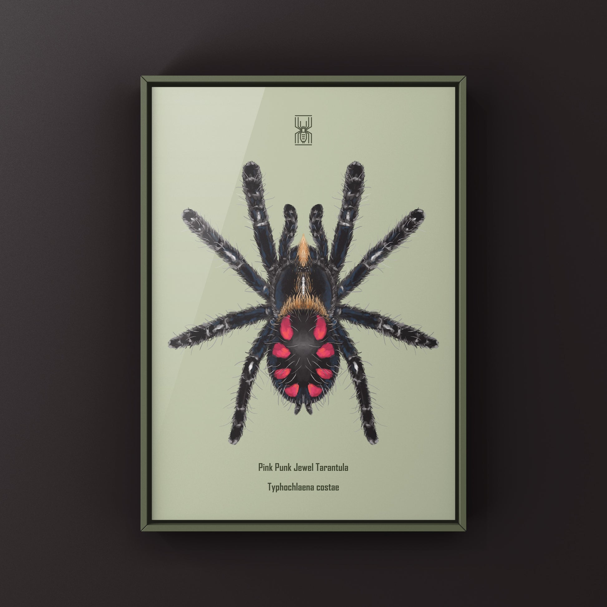 Pink Punk Jewel Tarantula, Typhochlaena Costae, Photographic Art Print from The Silk Ranch