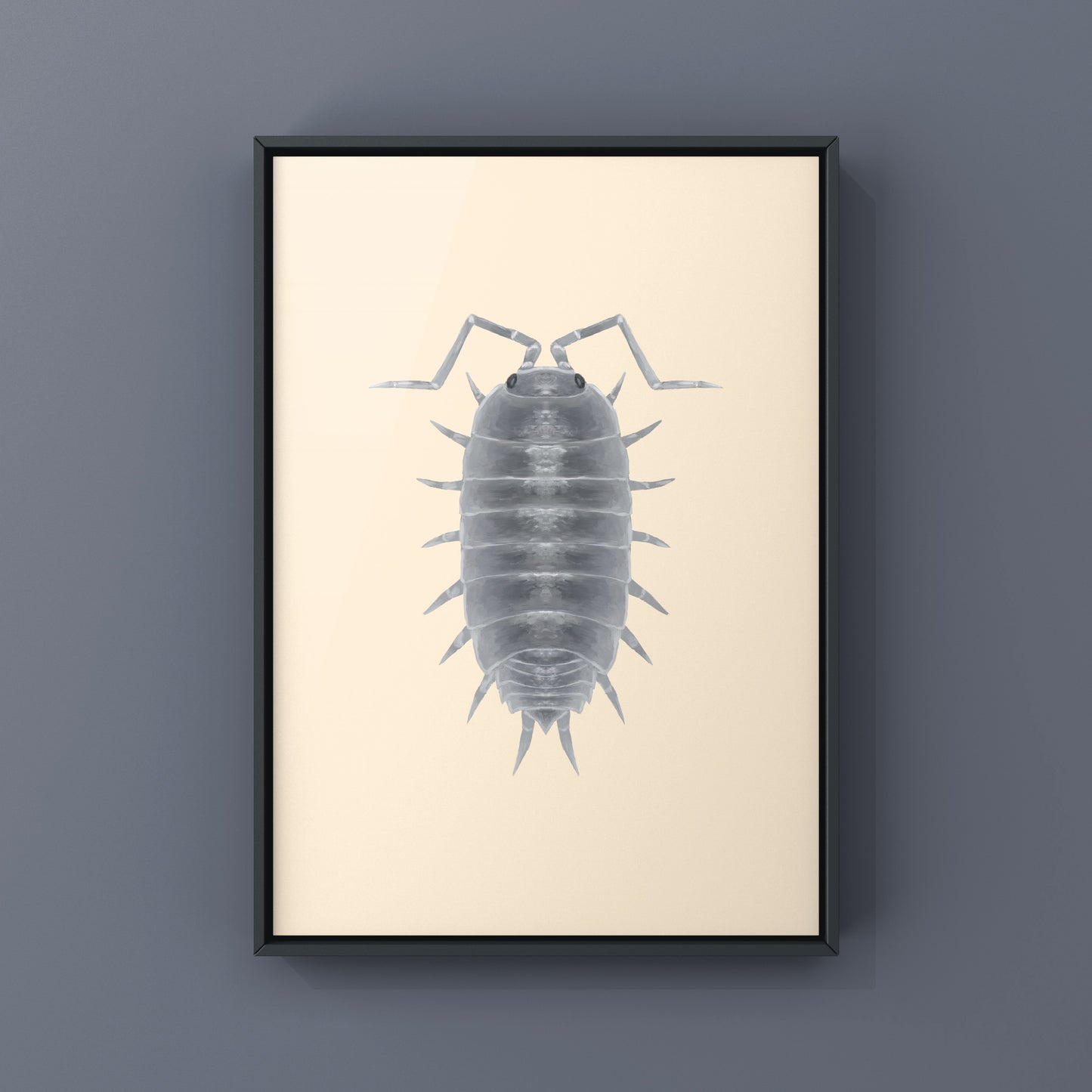 Powder Blue Isopod, Porcellionides pruinosus “Powder Blue”, Photographic Art Print from The Silk Ranch