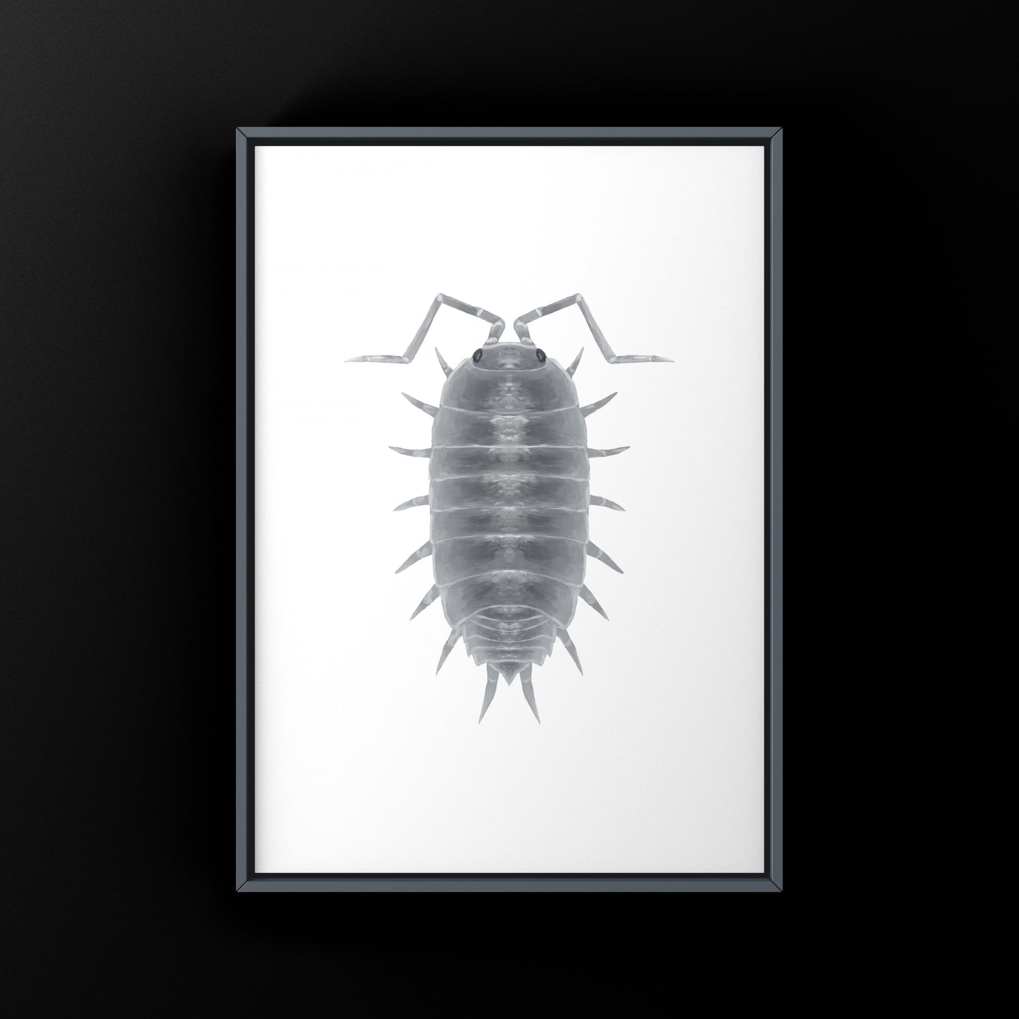 Powder Blue Isopod, Porcellionides pruinosus “Powder Blue”, Photographic Art Print from The Silk Ranch