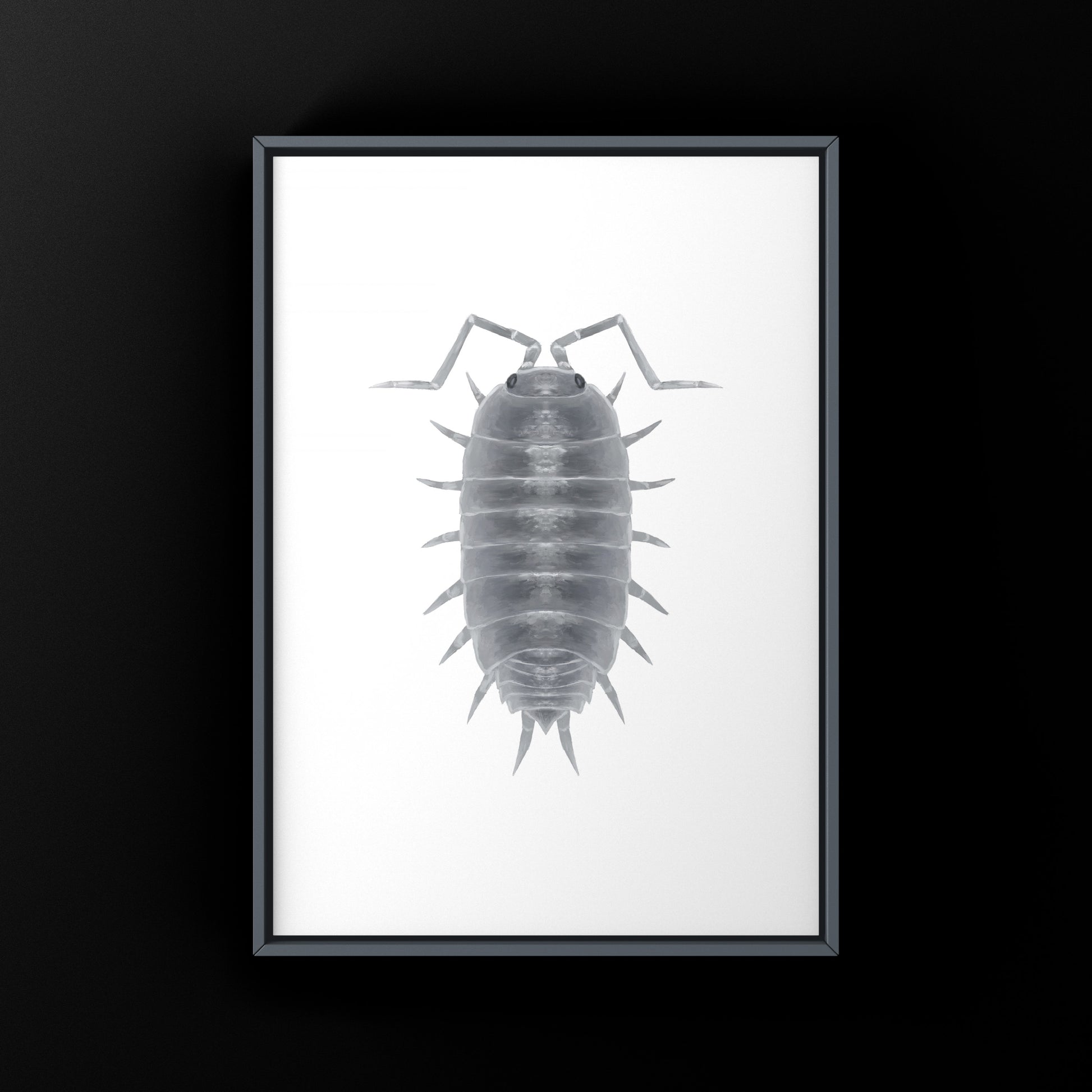 Powder Blue Isopod, Porcellionides pruinosus “Powder Blue”, Photographic Art Print from The Silk Ranch
