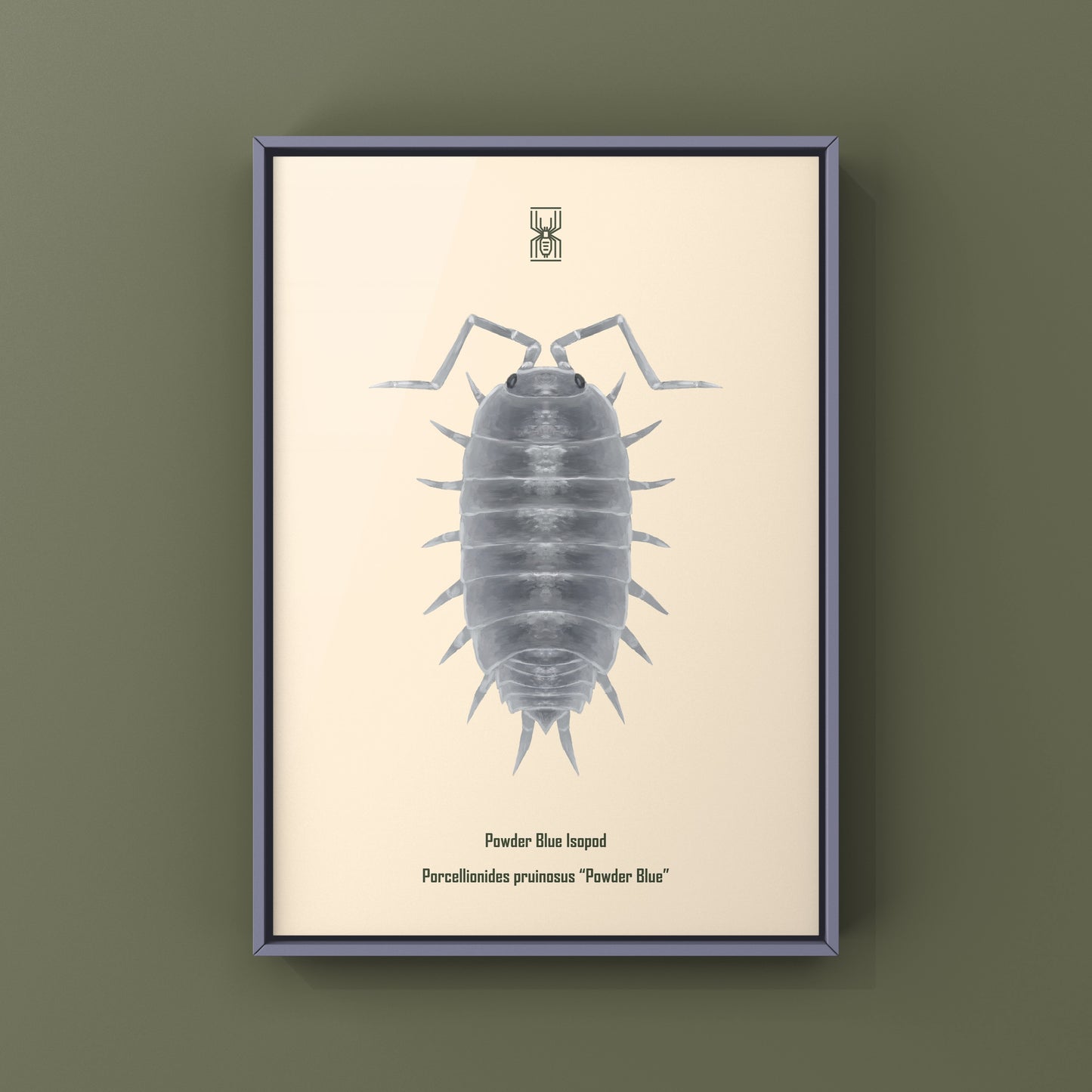Powder Blue Isopod, Porcellionides pruinosus “Powder Blue”, Photographic Art Print from The Silk Ranch
