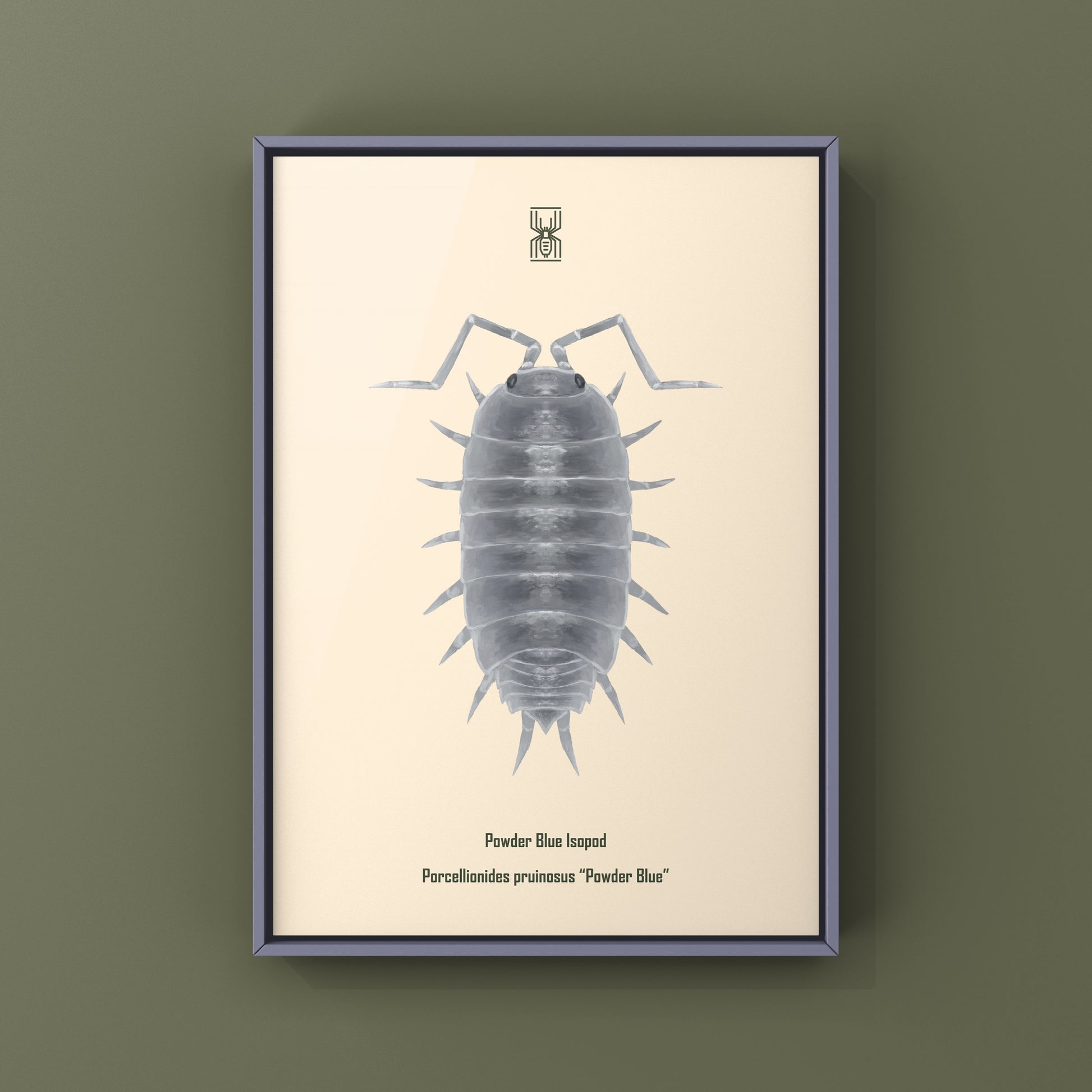 Powder Blue Isopod, Porcellionides pruinosus “Powder Blue”, Photographic Art Print from The Silk Ranch
