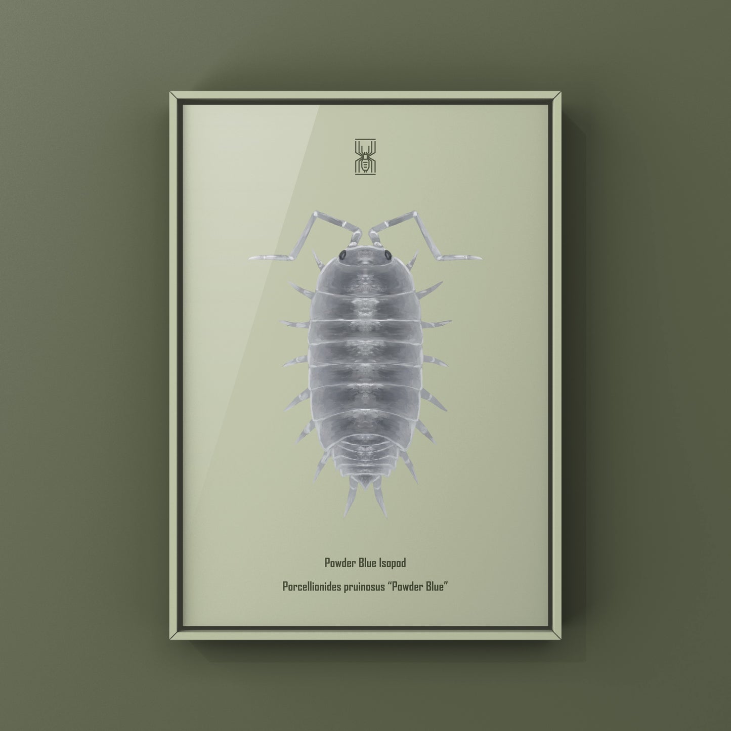 Powder Blue Isopod, Porcellionides pruinosus “Powder Blue”, Photographic Art Print from The Silk Ranch