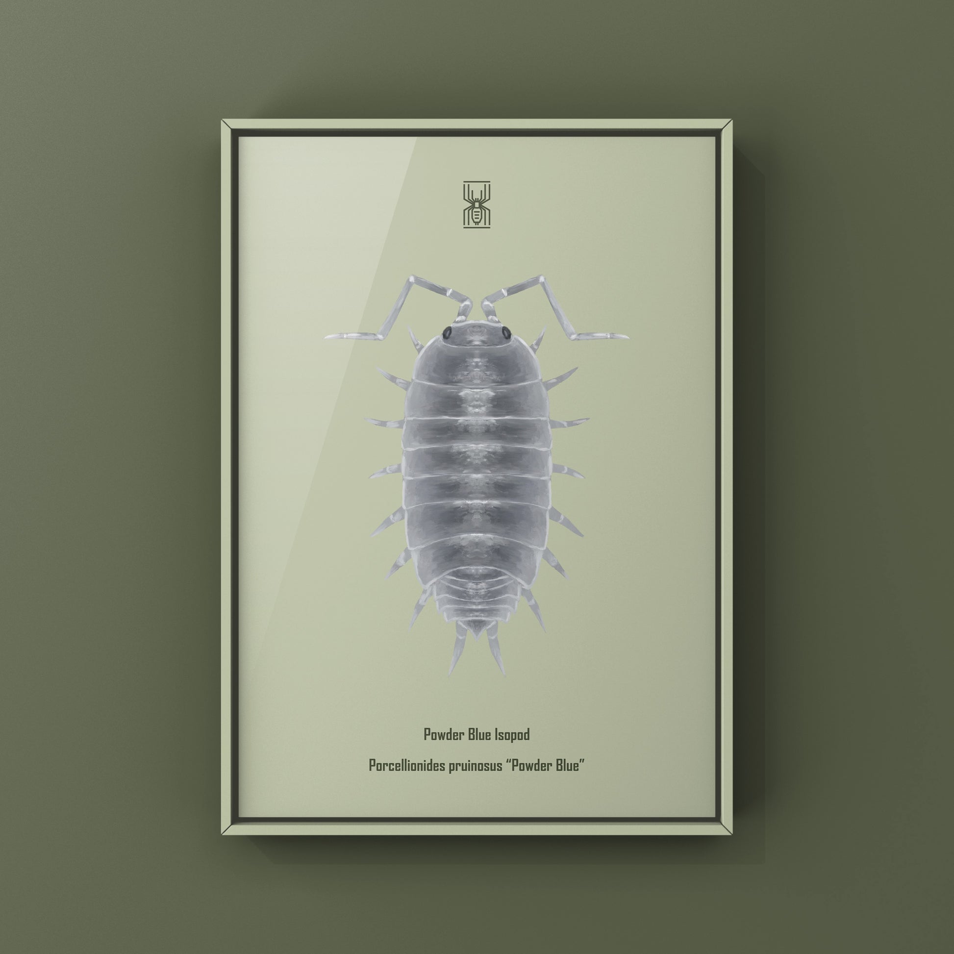 Powder Blue Isopod, Porcellionides pruinosus “Powder Blue”, Photographic Art Print from The Silk Ranch