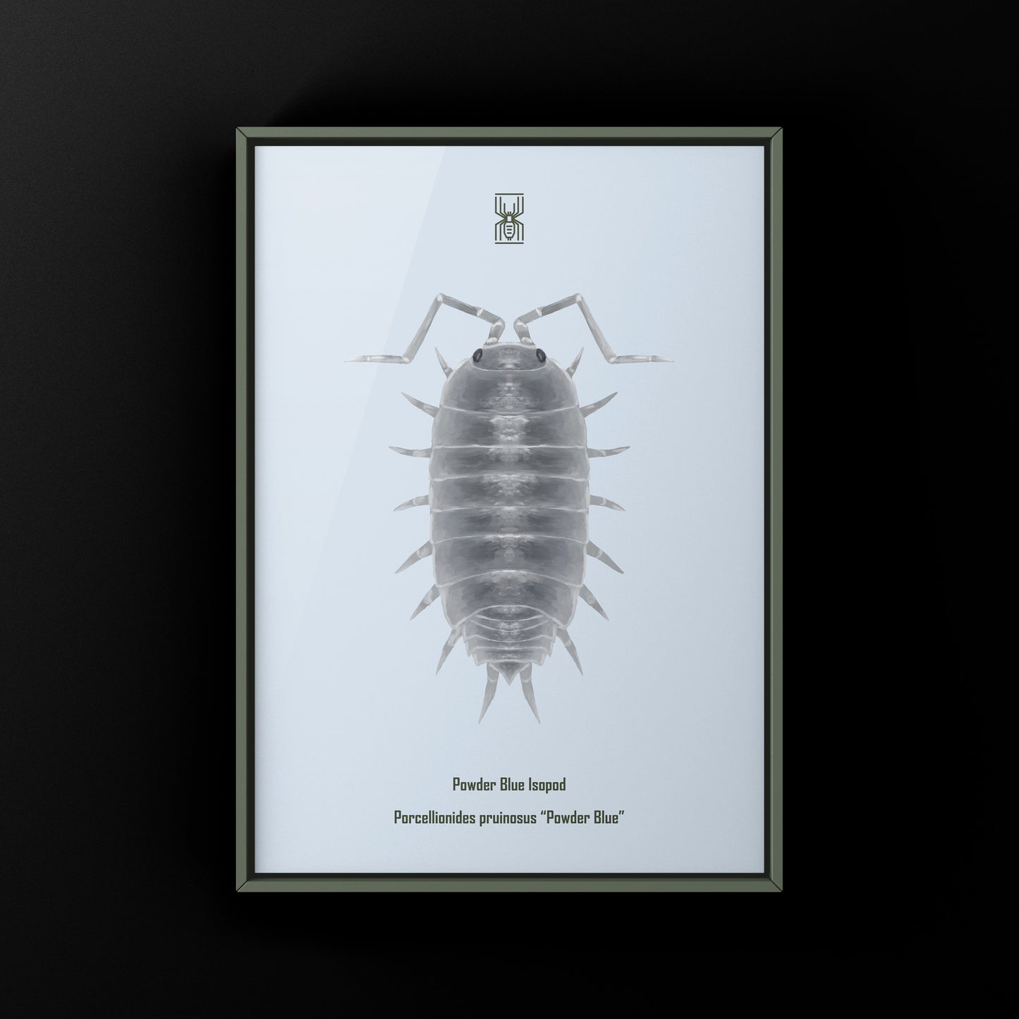 Powder Blue Isopod, Porcellionides pruinosus “Powder Blue”, Photographic Art Print from The Silk Ranch