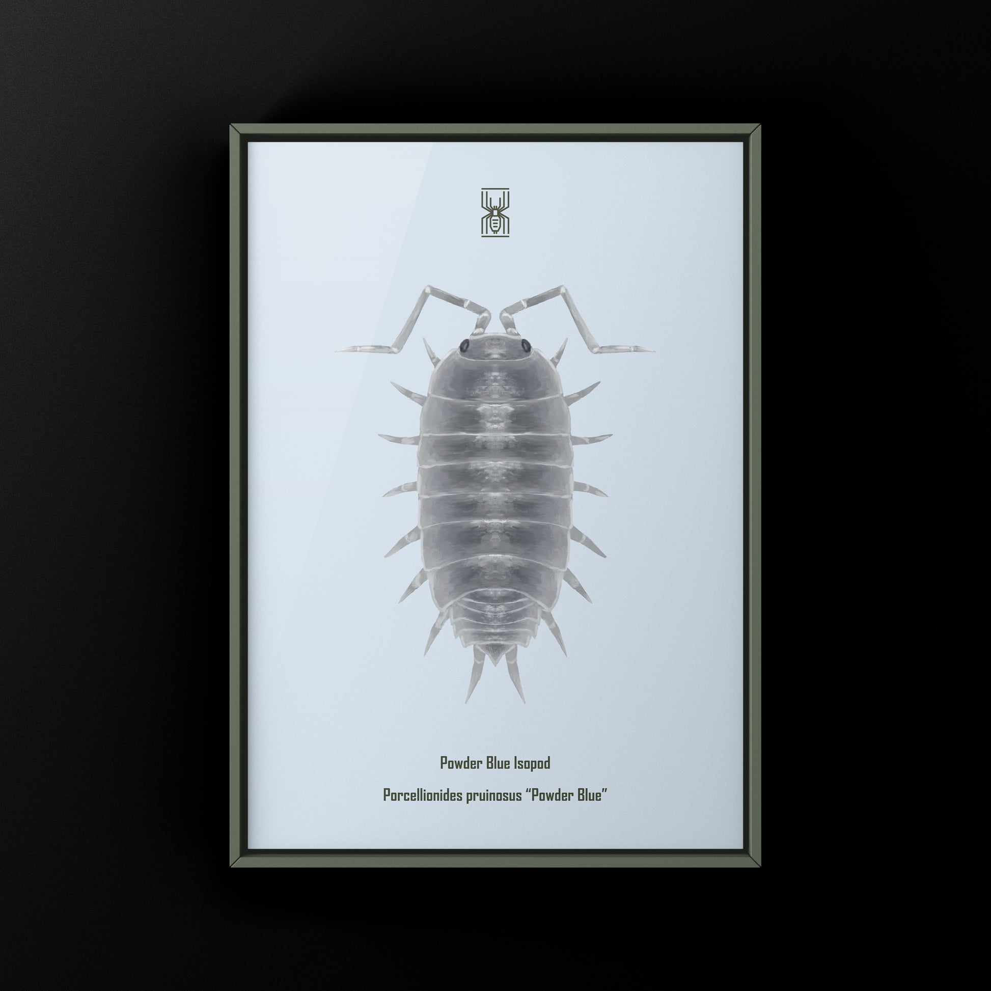 Powder Blue Isopod, Porcellionides pruinosus “Powder Blue”, Photographic Art Print from The Silk Ranch