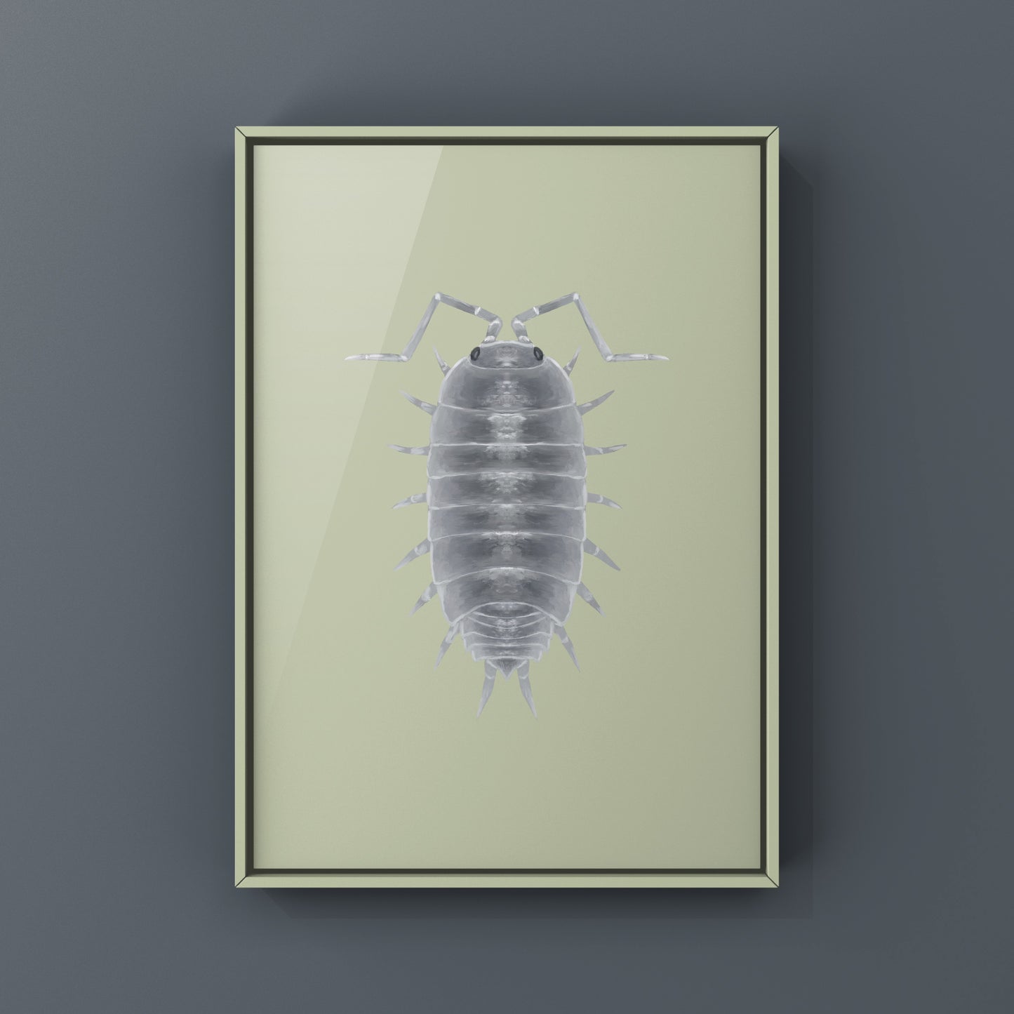 Powder Blue Isopod, Porcellionides pruinosus “Powder Blue”, Photographic Art Print from The Silk Ranch