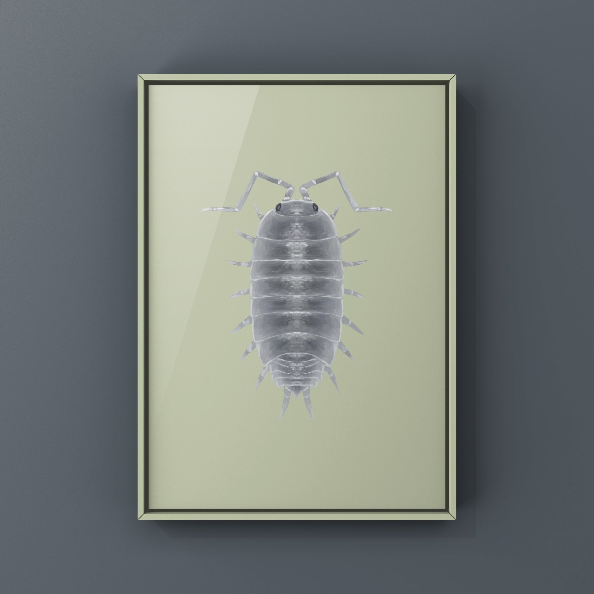 Powder Blue Isopod, Porcellionides pruinosus “Powder Blue”, Photographic Art Print from The Silk Ranch