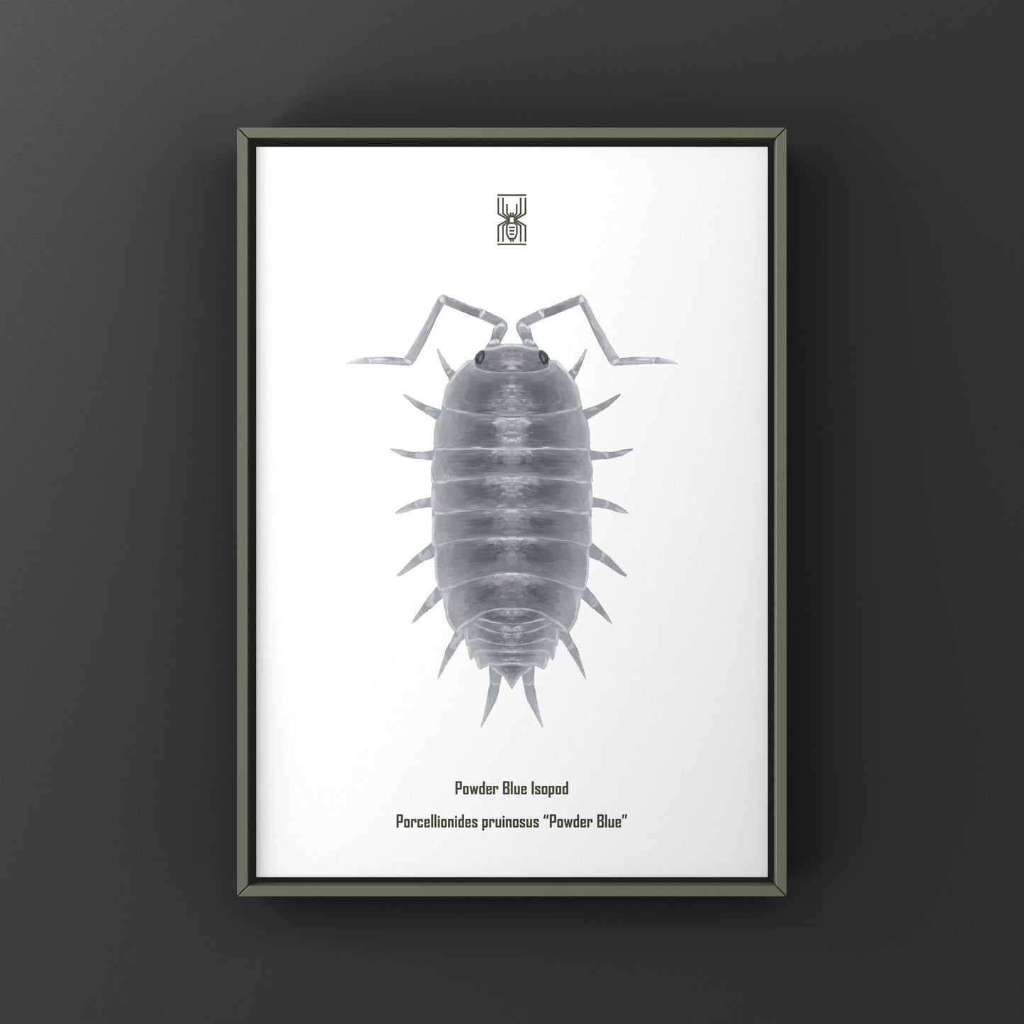 Powder Blue Isopod, Porcellionides pruinosus “Powder Blue”, Photographic Art Print from The Silk Ranch