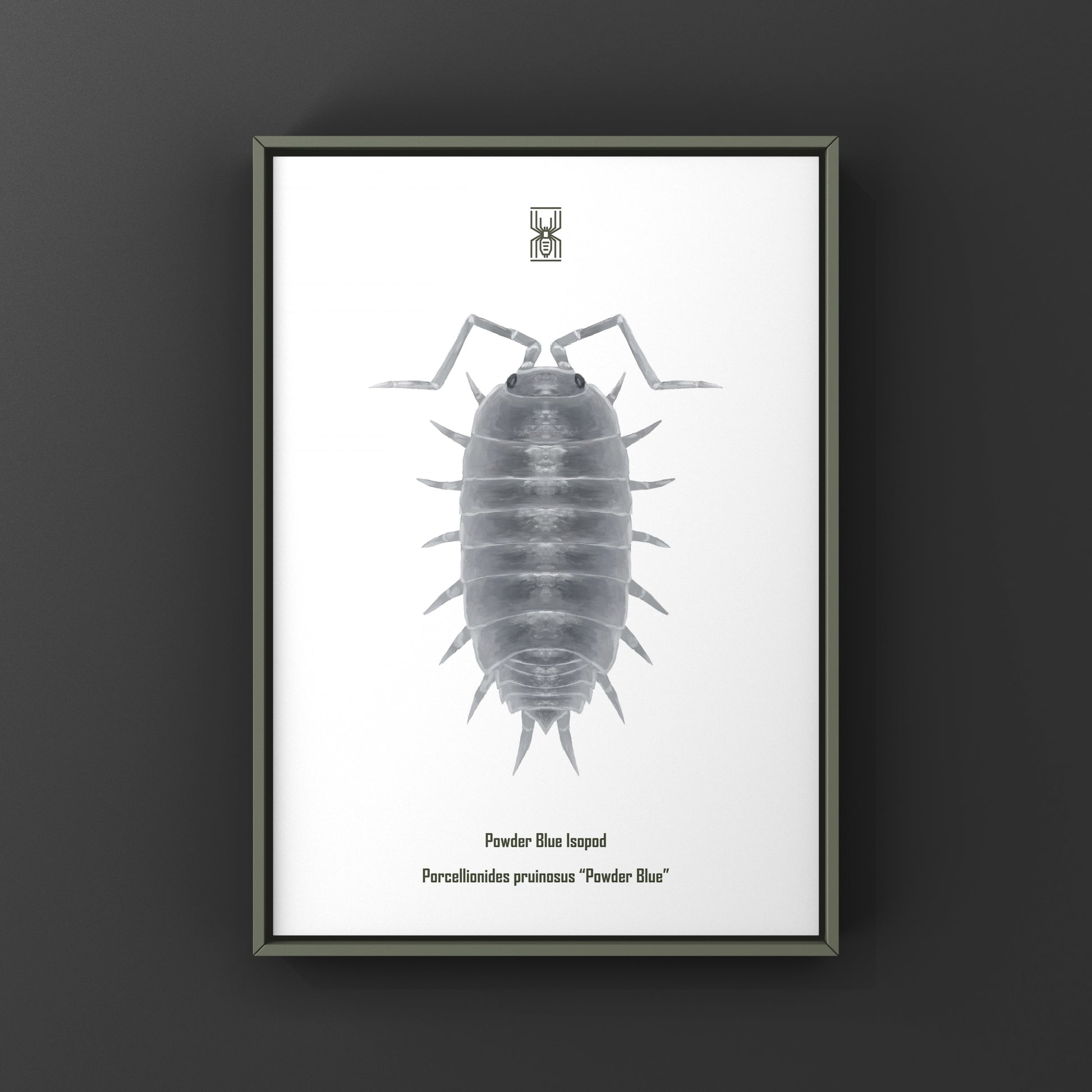 Powder Blue Isopod, Porcellionides pruinosus “Powder Blue”, Photographic Art Print from The Silk Ranch