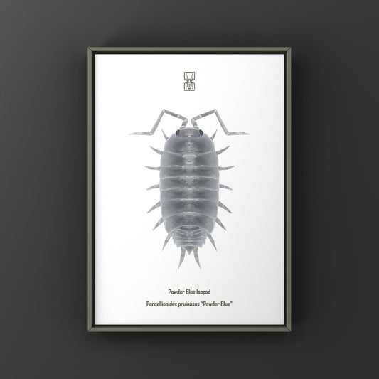 Powder Blue Isopod, Porcellionides pruinosus “Powder Blue”, Photographic Art Print from The Silk Ranch